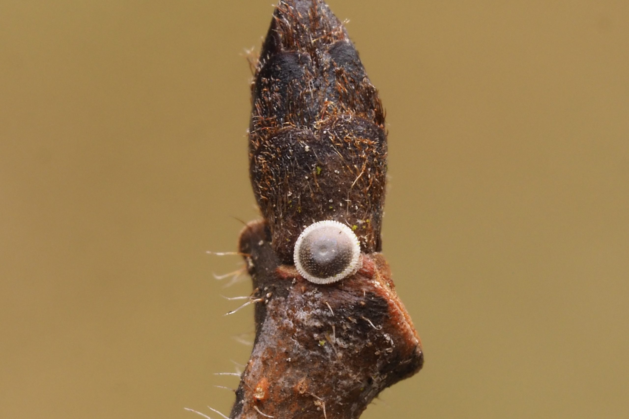 Ostruháček jilmový – Satyrium w-album – fotogalerie