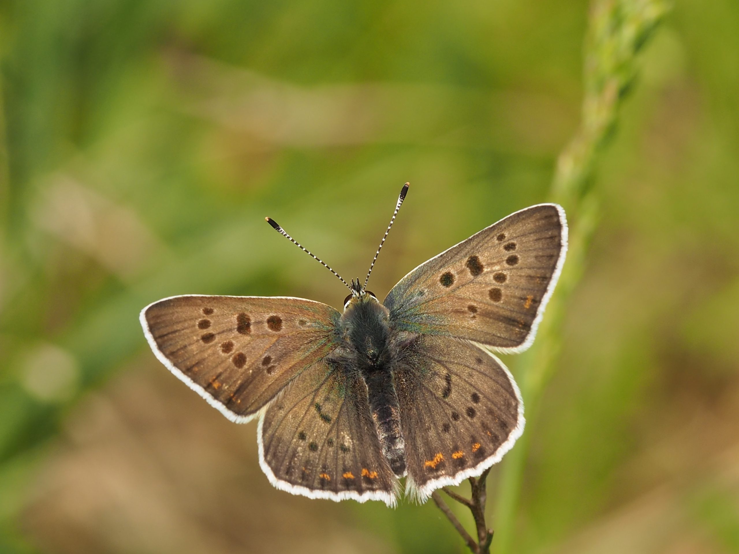 Ohniváček černoskvrnný – Lycaena tityrus – fotogalerie