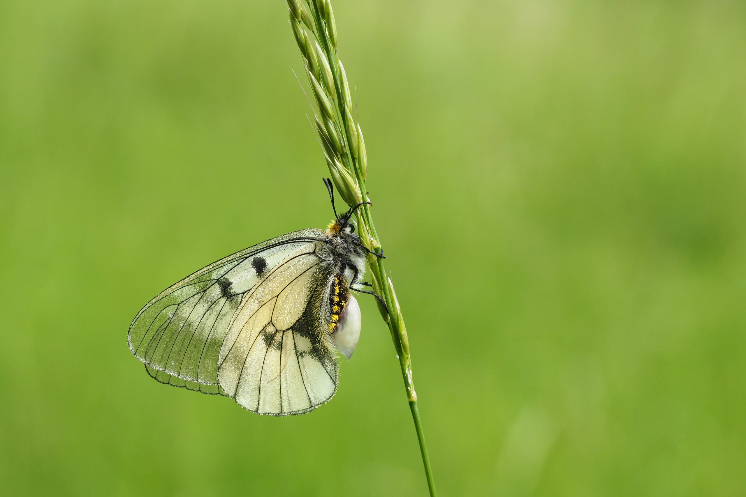 Jasoň dymnivkový – Parnassius mnemosyne – fotogalerie