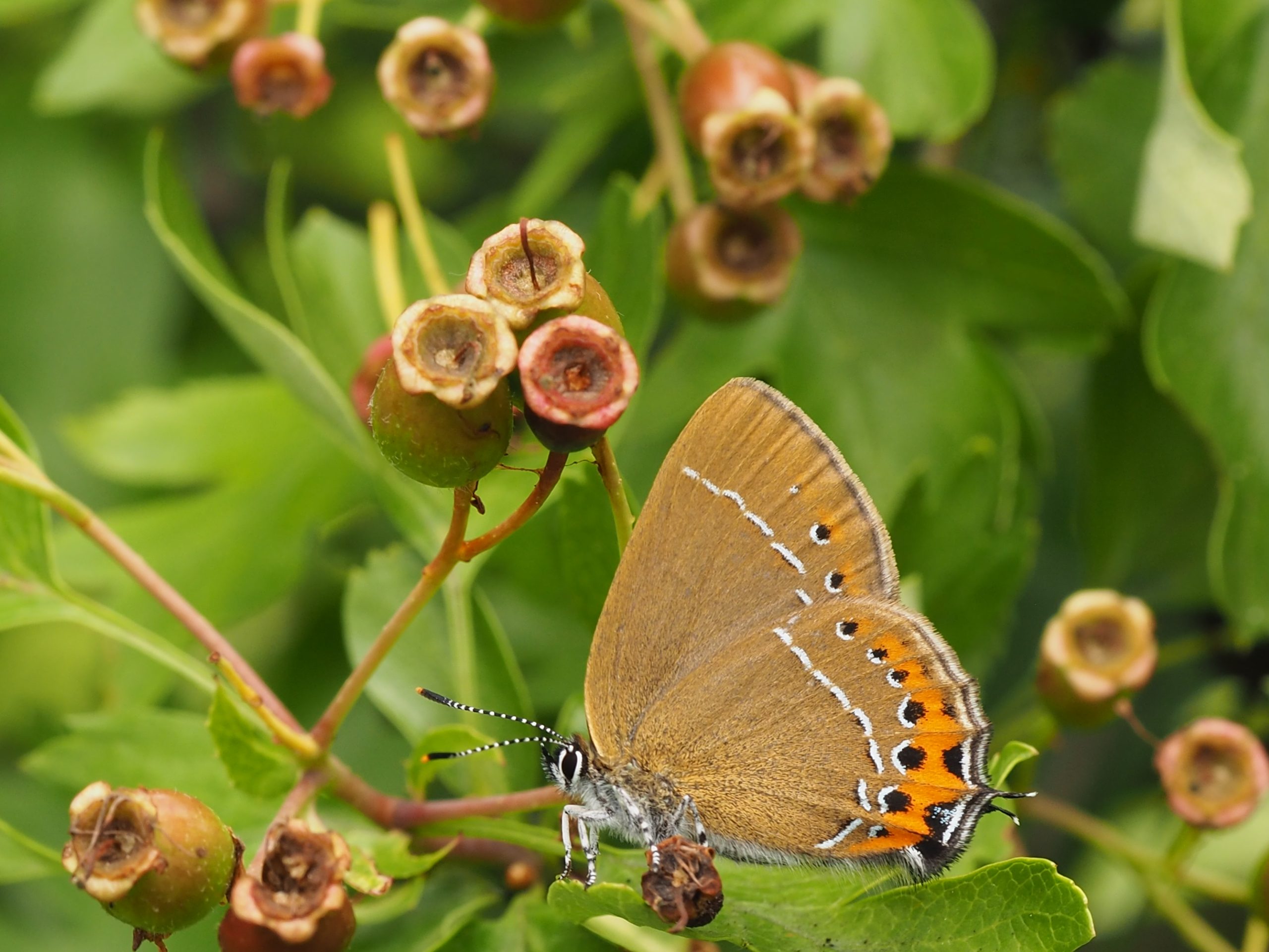 Ostruháček švestkový – Satyrium pruni – fotogalerie