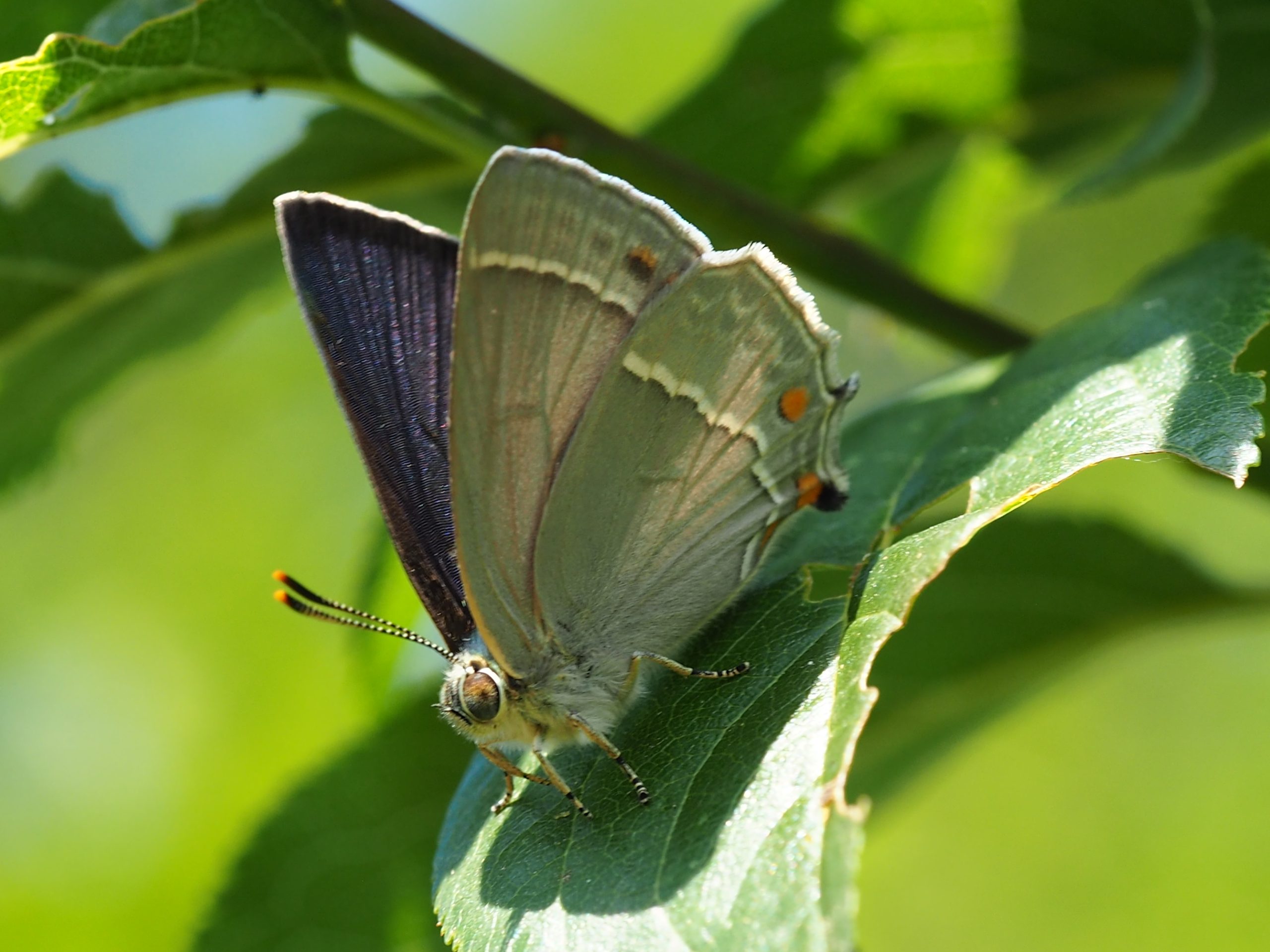 Ostruháček dubový – Neozephyrus quercus – fotogalerie