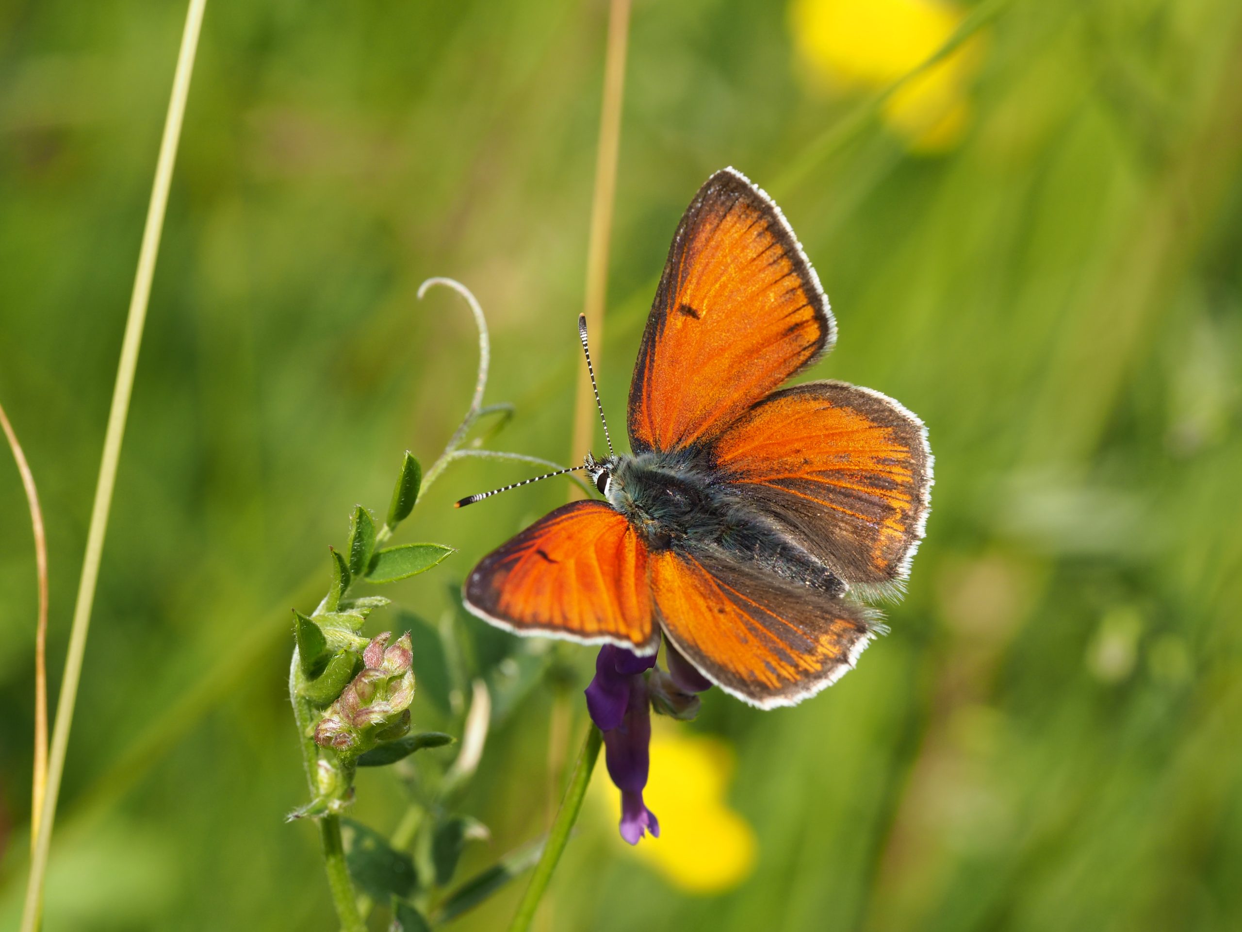 Ohniváček modrolemý – Lycaena hippothoe – fotogalerie