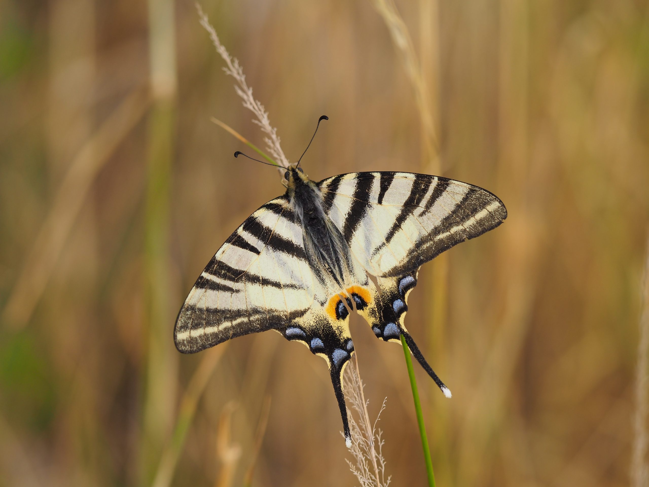 Otakárek ovocný – Iphiclides podalirius – fotogalerie