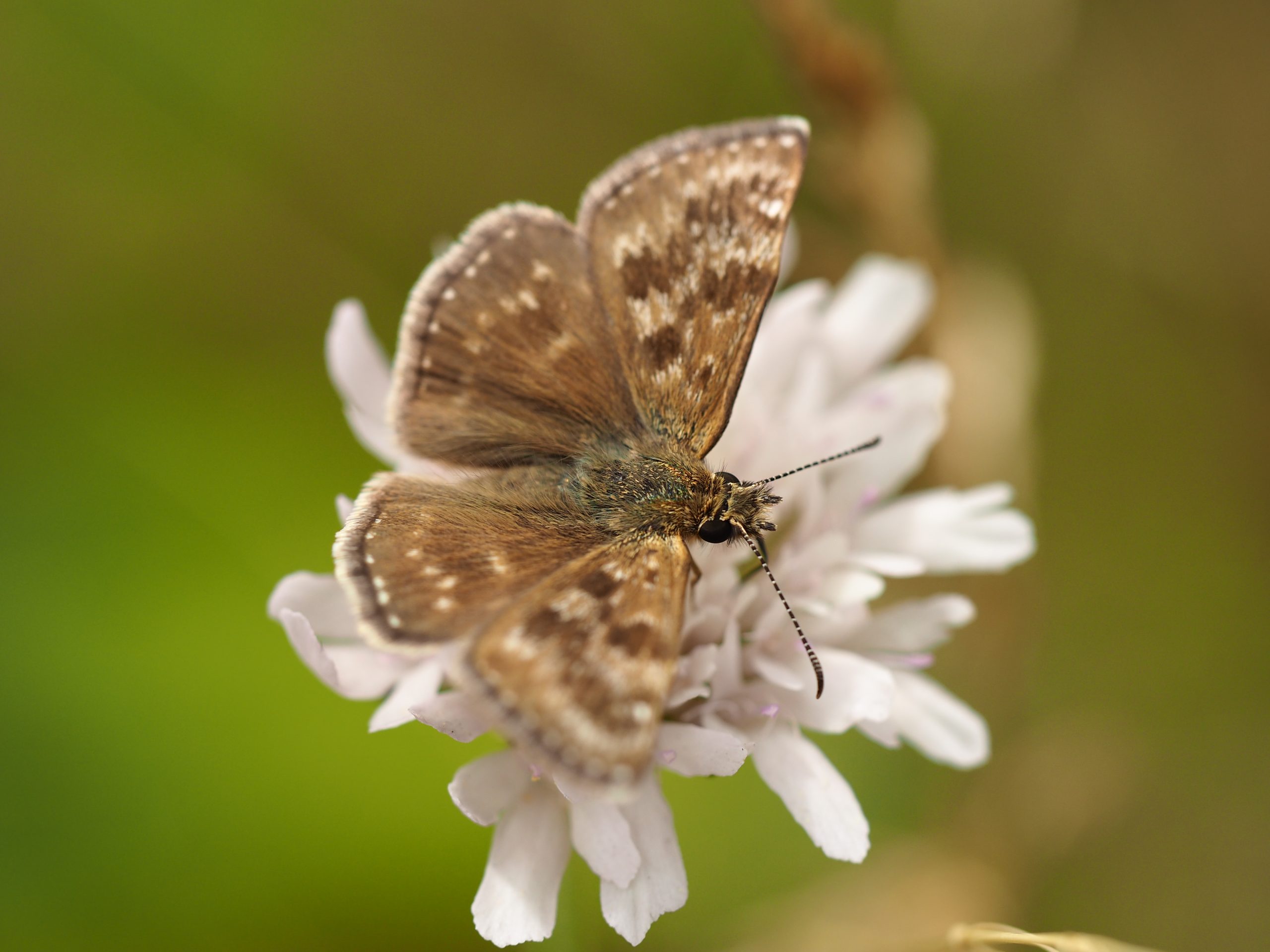 Soumračník máčkový – Erynnis tages – fotogalerie