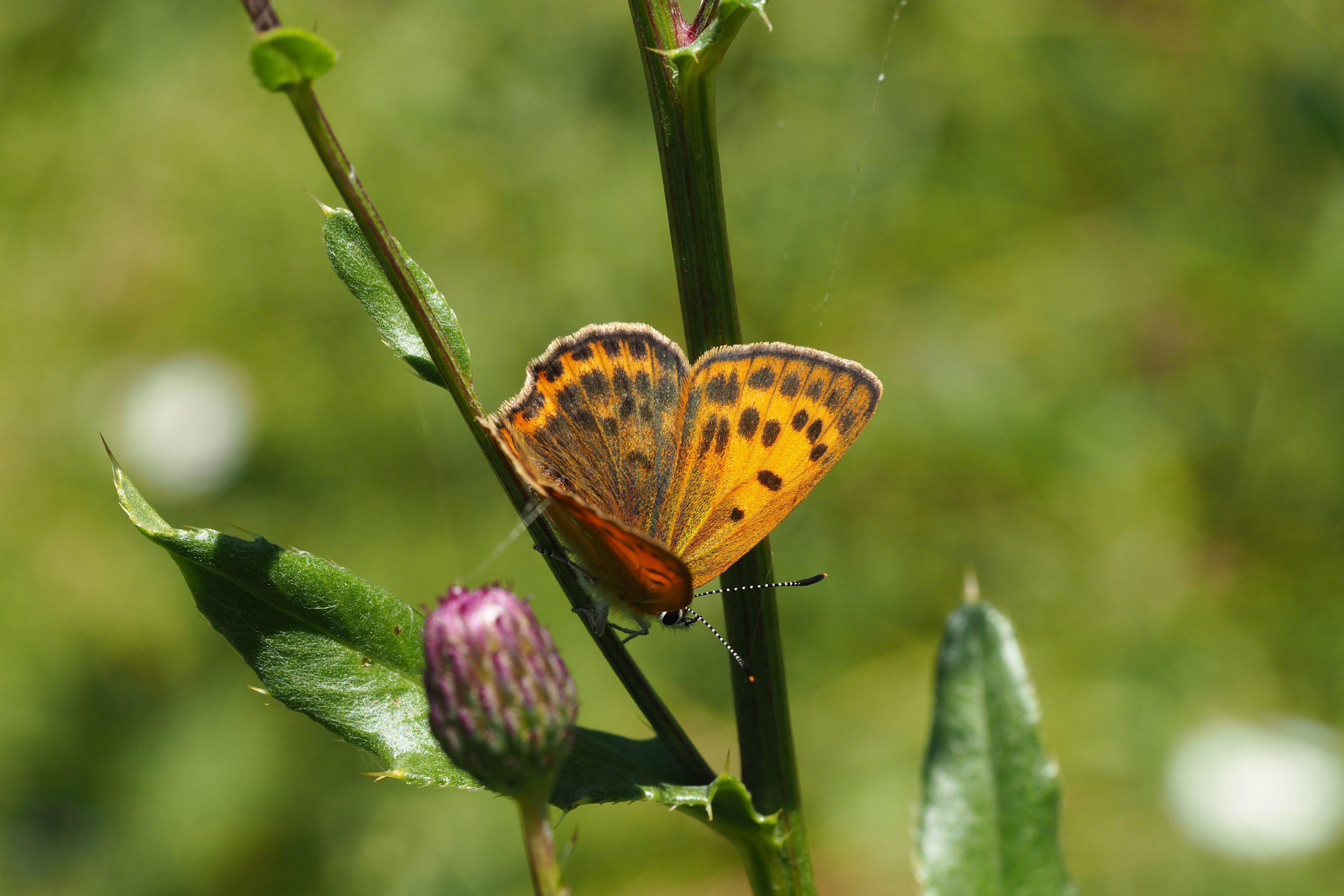 Ohniváček celíkový – Lycaena virgaureae – fotogalerie