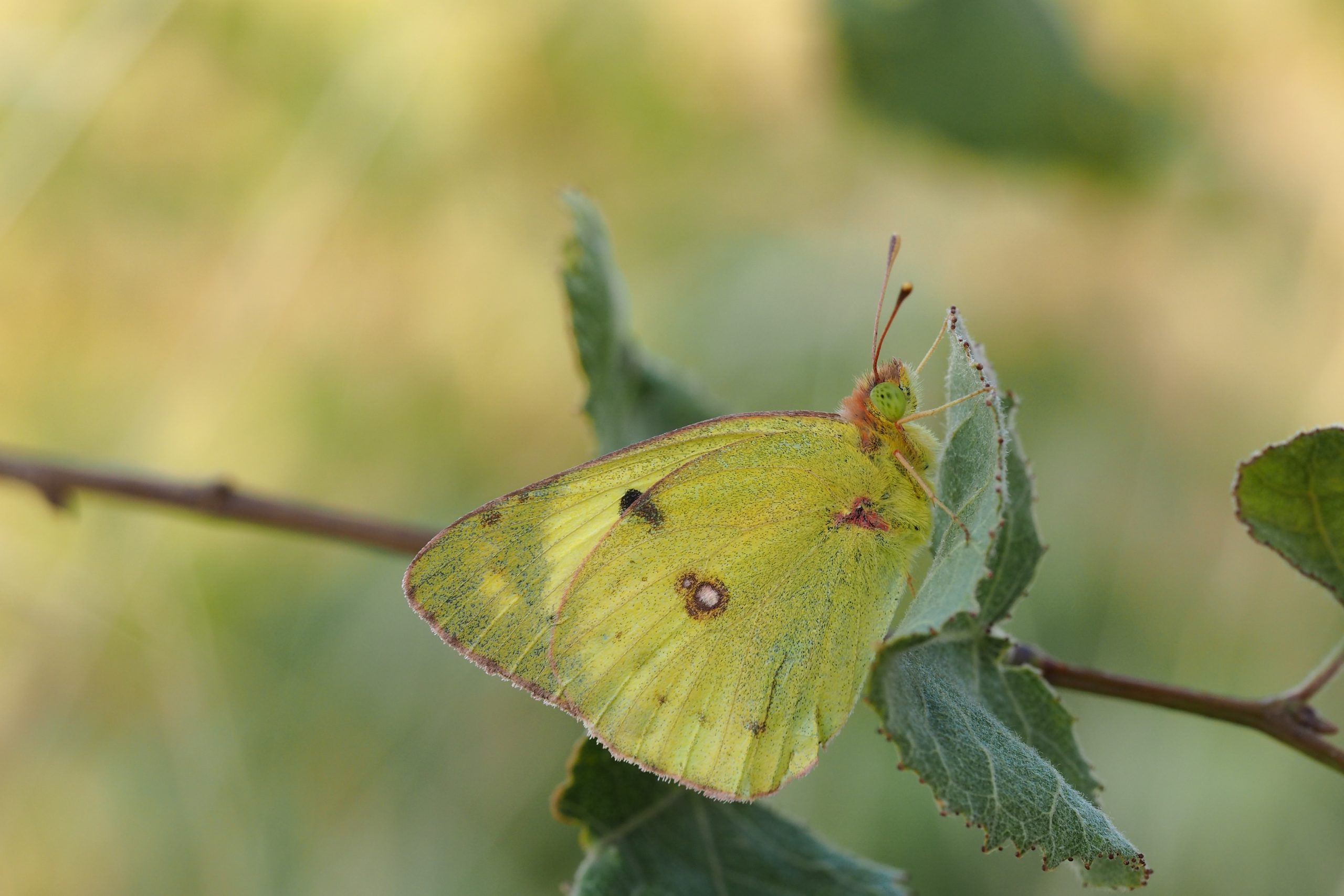 Žluťásek jižní – Colias alfacariensis – fotogalerie