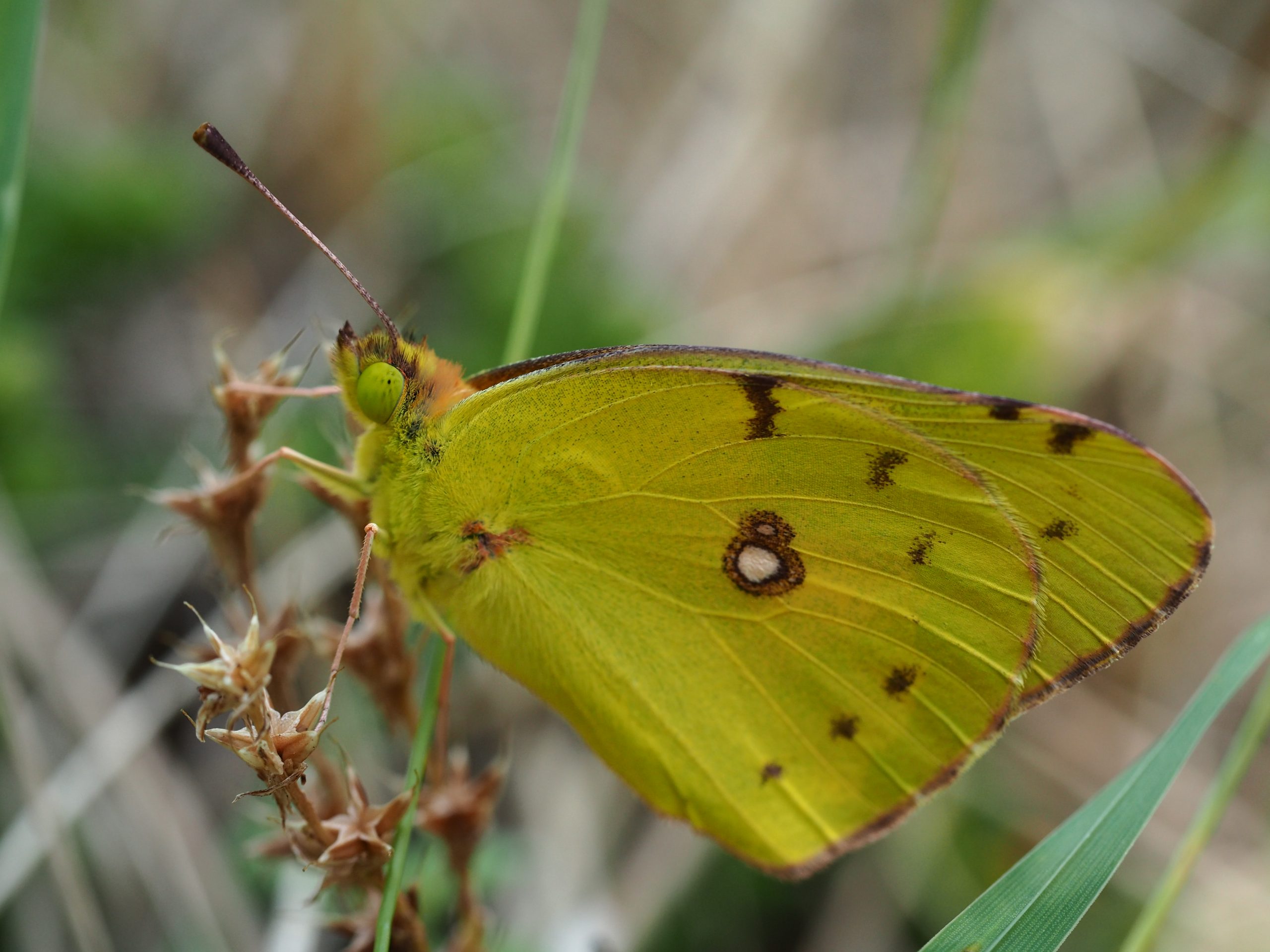 Žluťásek čilimníkový – Colias crocea – fotogalerie