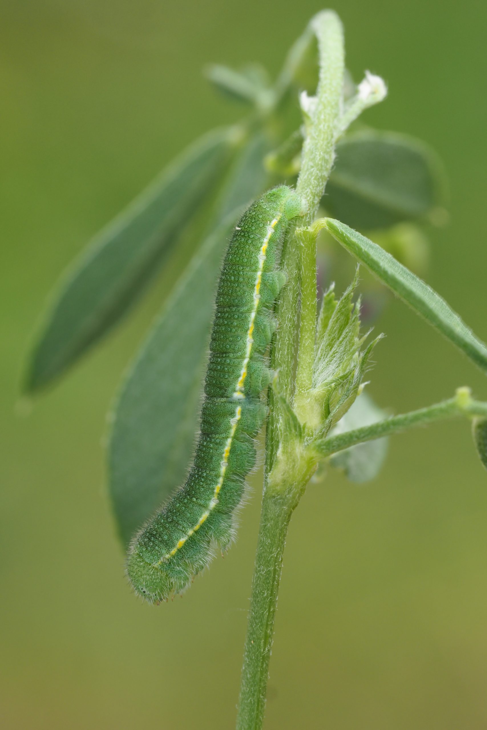 Žluťásek čičorečkový – Colias hyale – fotogalerie