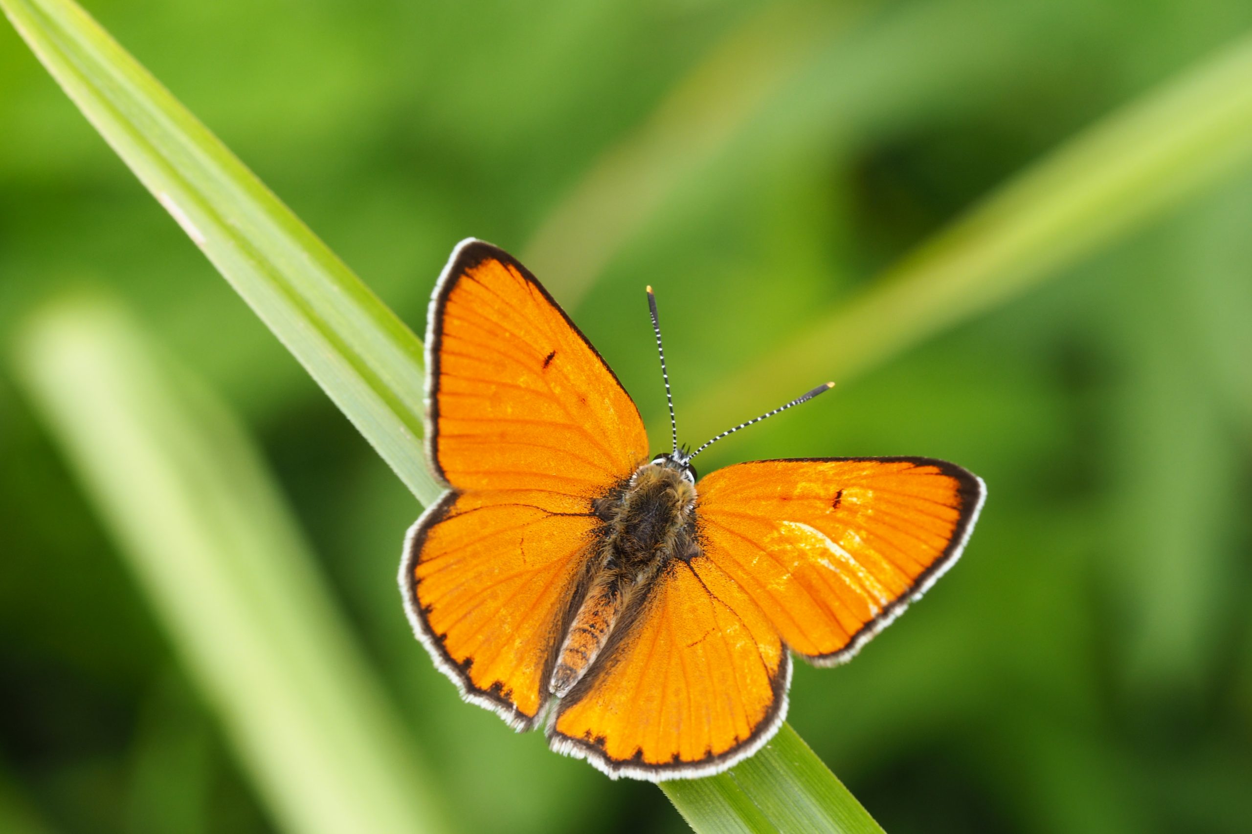 Ohniváček černočárný – Lycaena dispar – fotogalerie