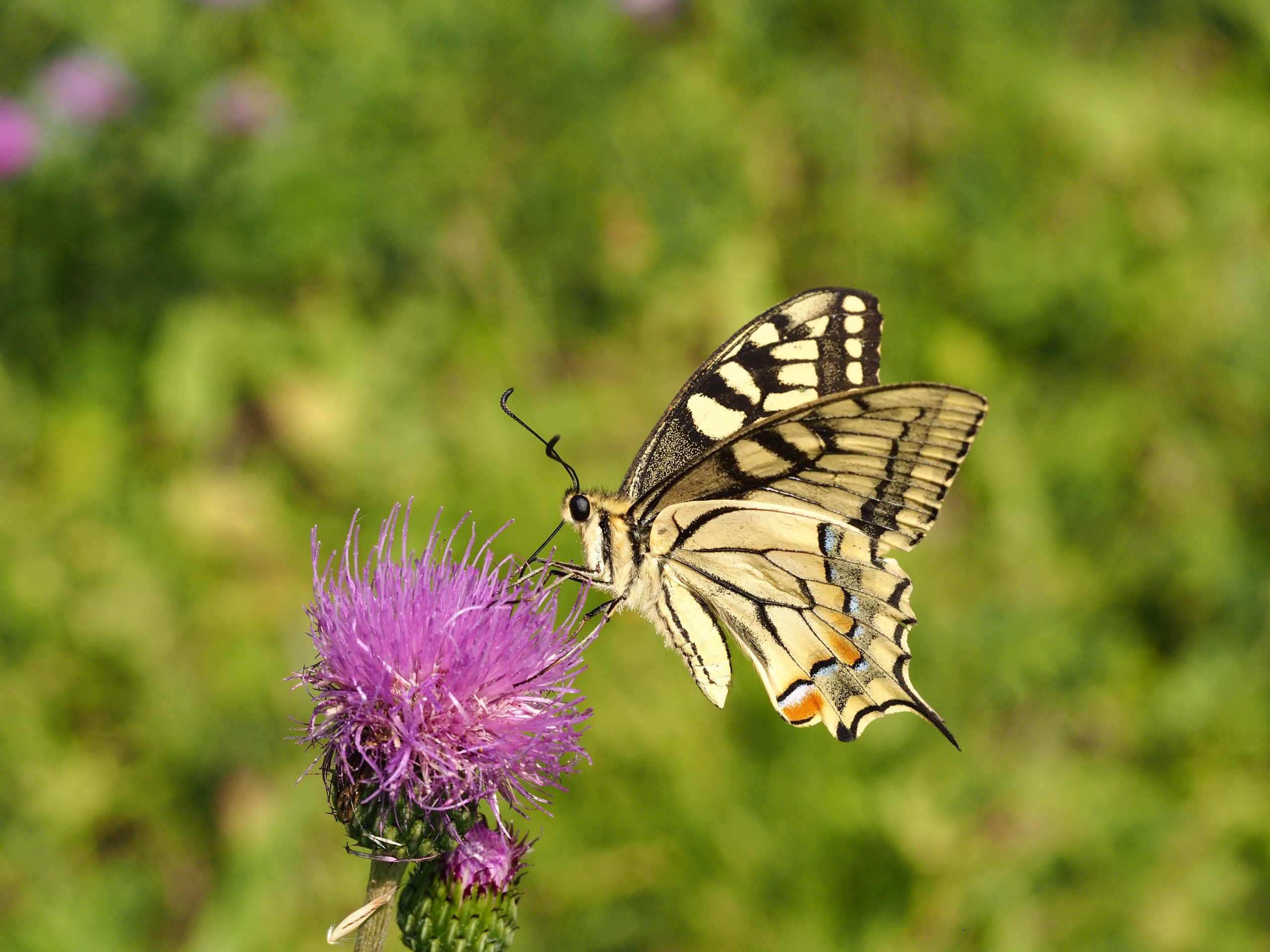 Otakárek fenyklový – Papilio machaon – fotogalerie