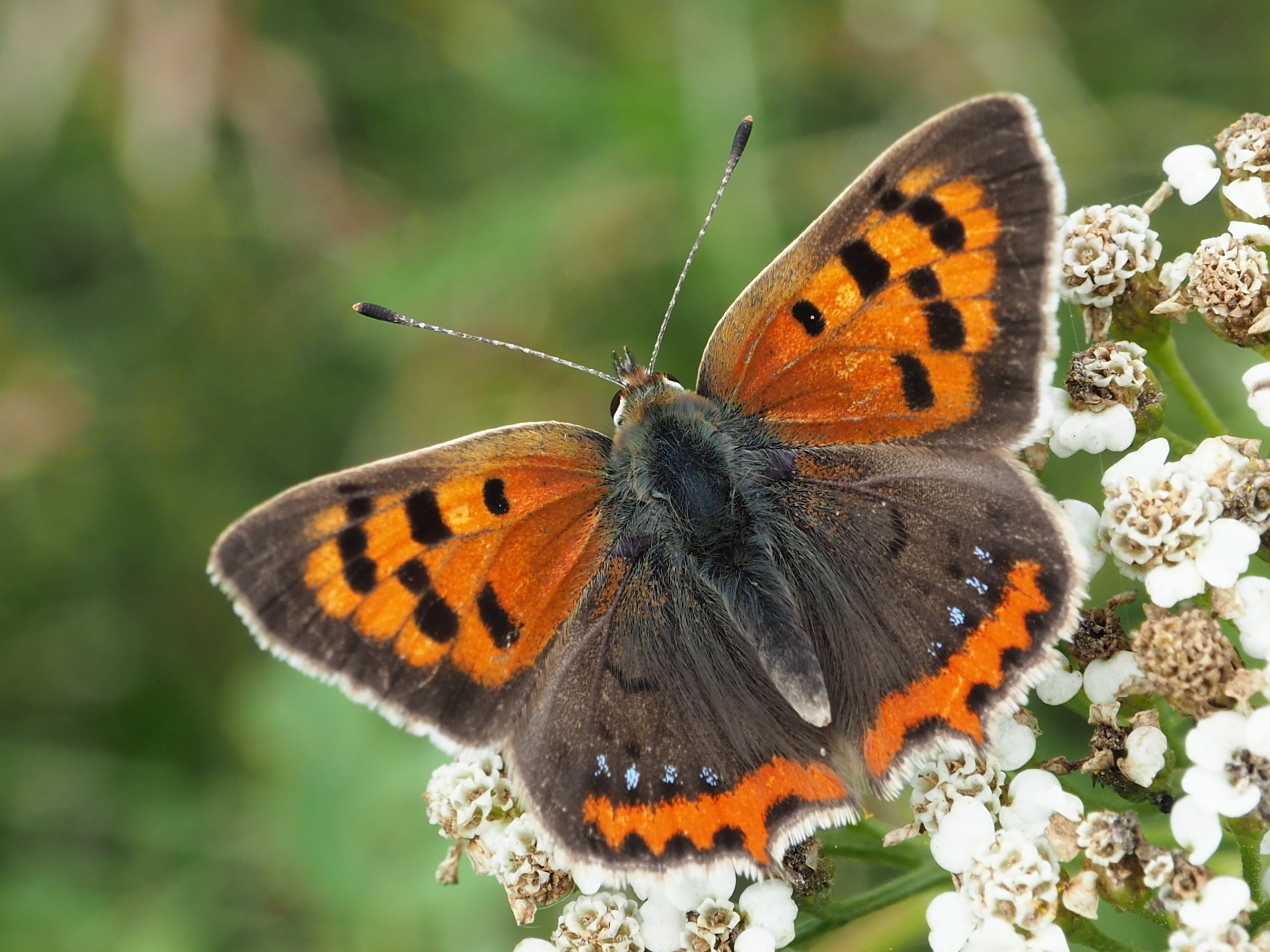 Ohniváček černokřídlý – Lycaena phlaeas – fotogalerie