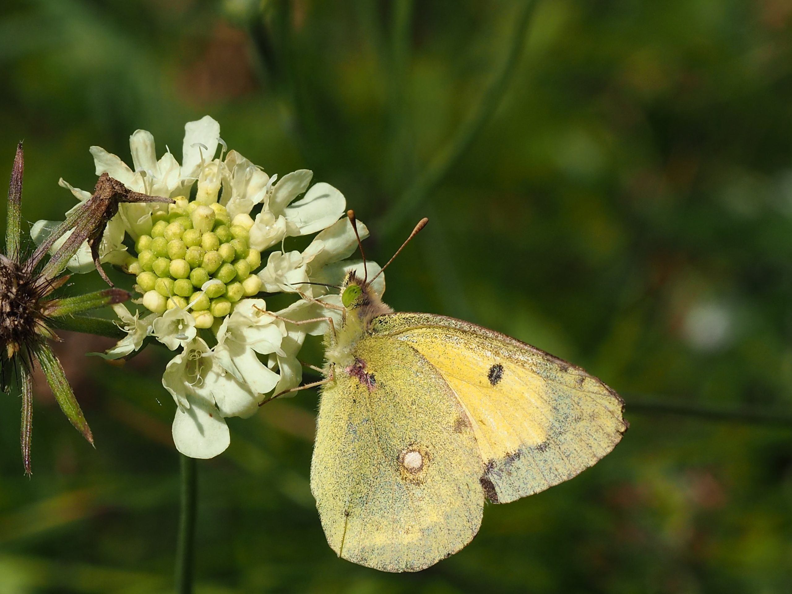 Žluťásek tolicový – Colias erate – fotogalerie