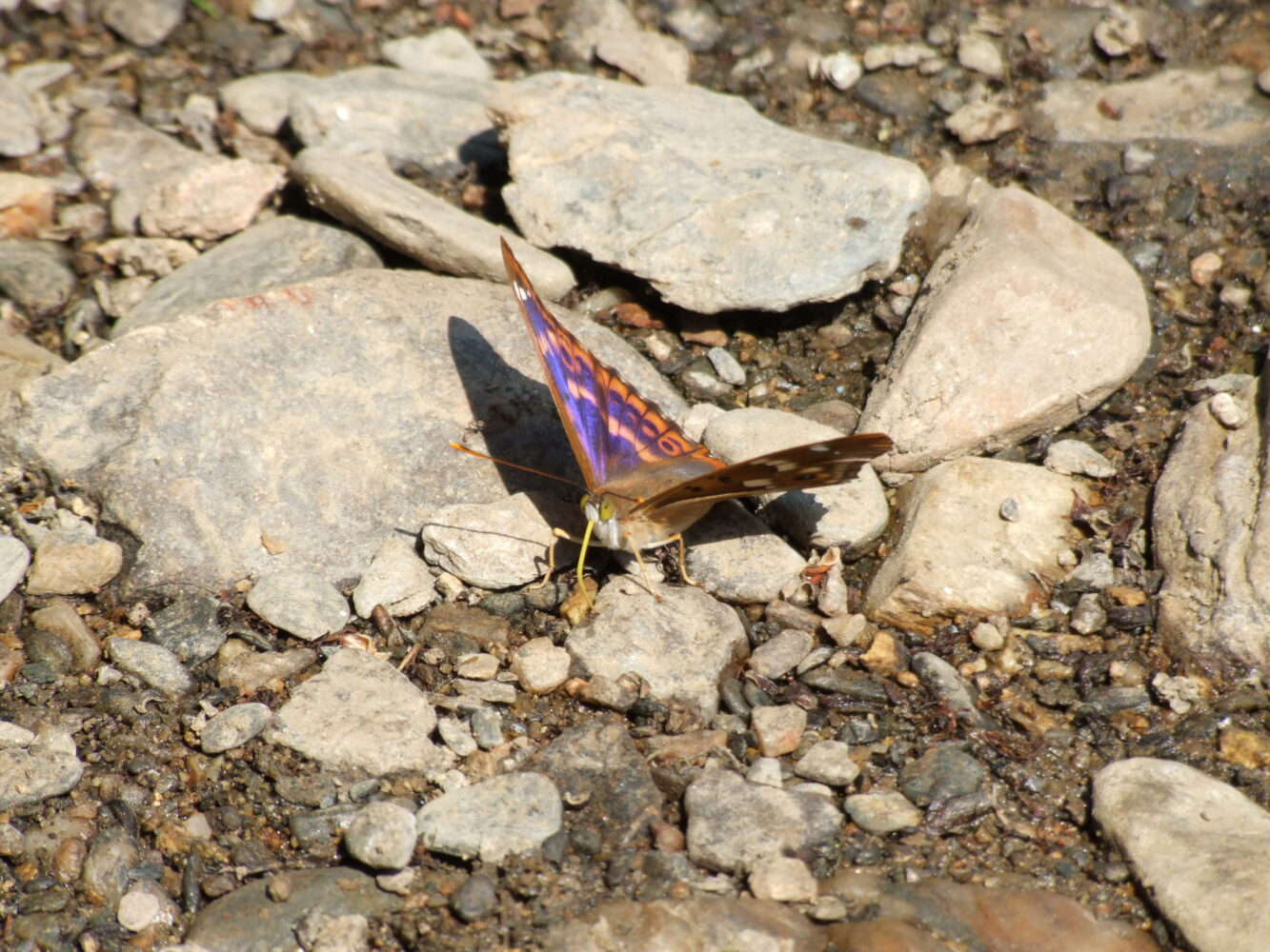 Batolec červený – Apatura ilia – fotogalerie