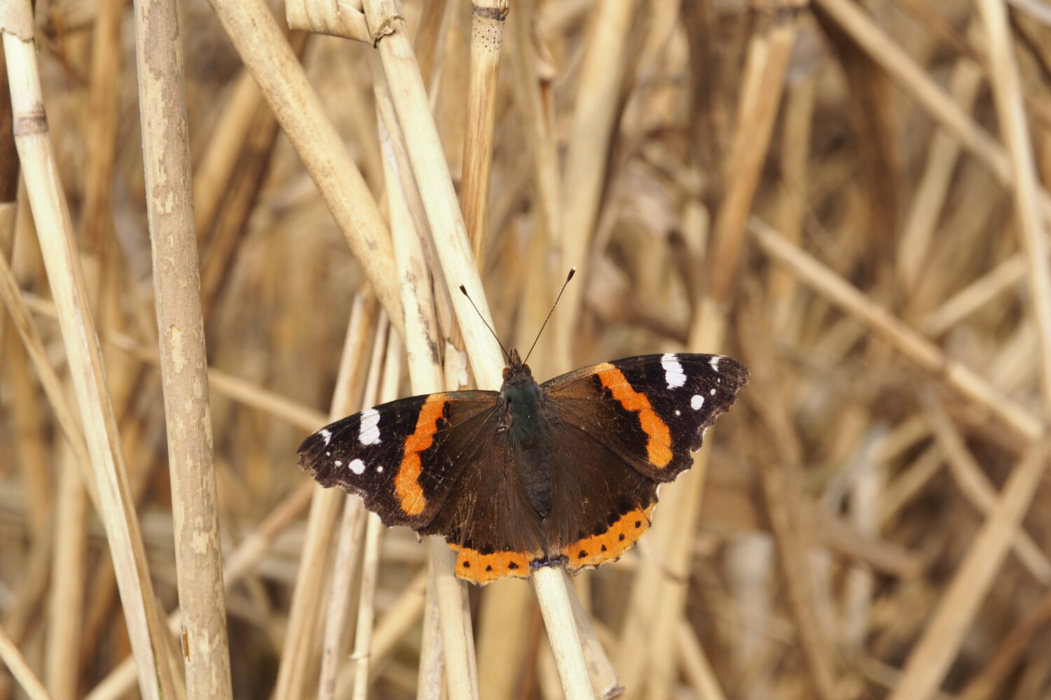 Babočka admirál – Vanessa atalanta – fotogalerie