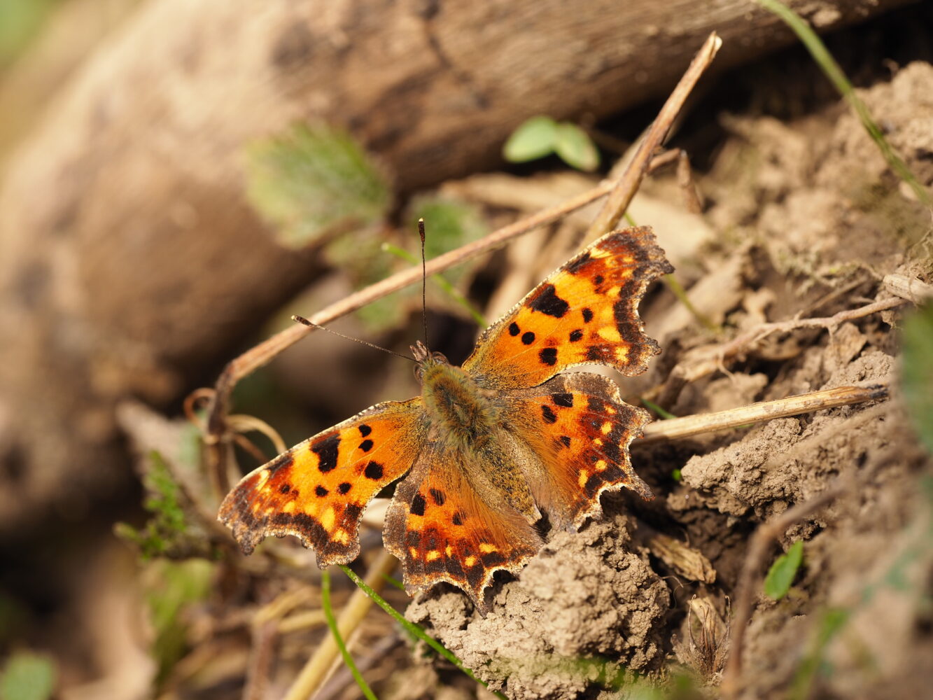 Babočka bílé C – Polygonia c-album – fotogalerie