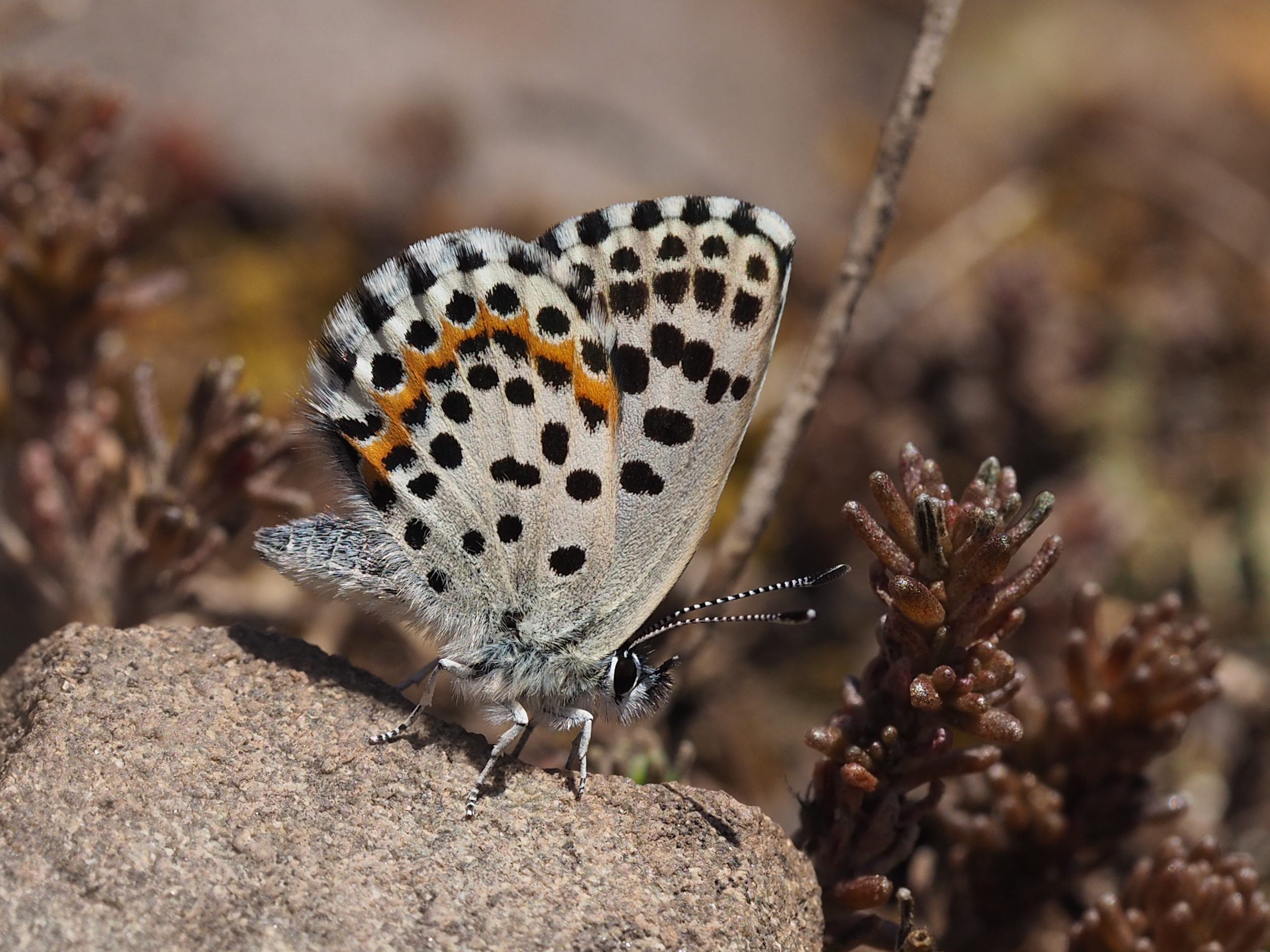 Modrásek rozchodníkový – Scolitantides orion – fotogalerie