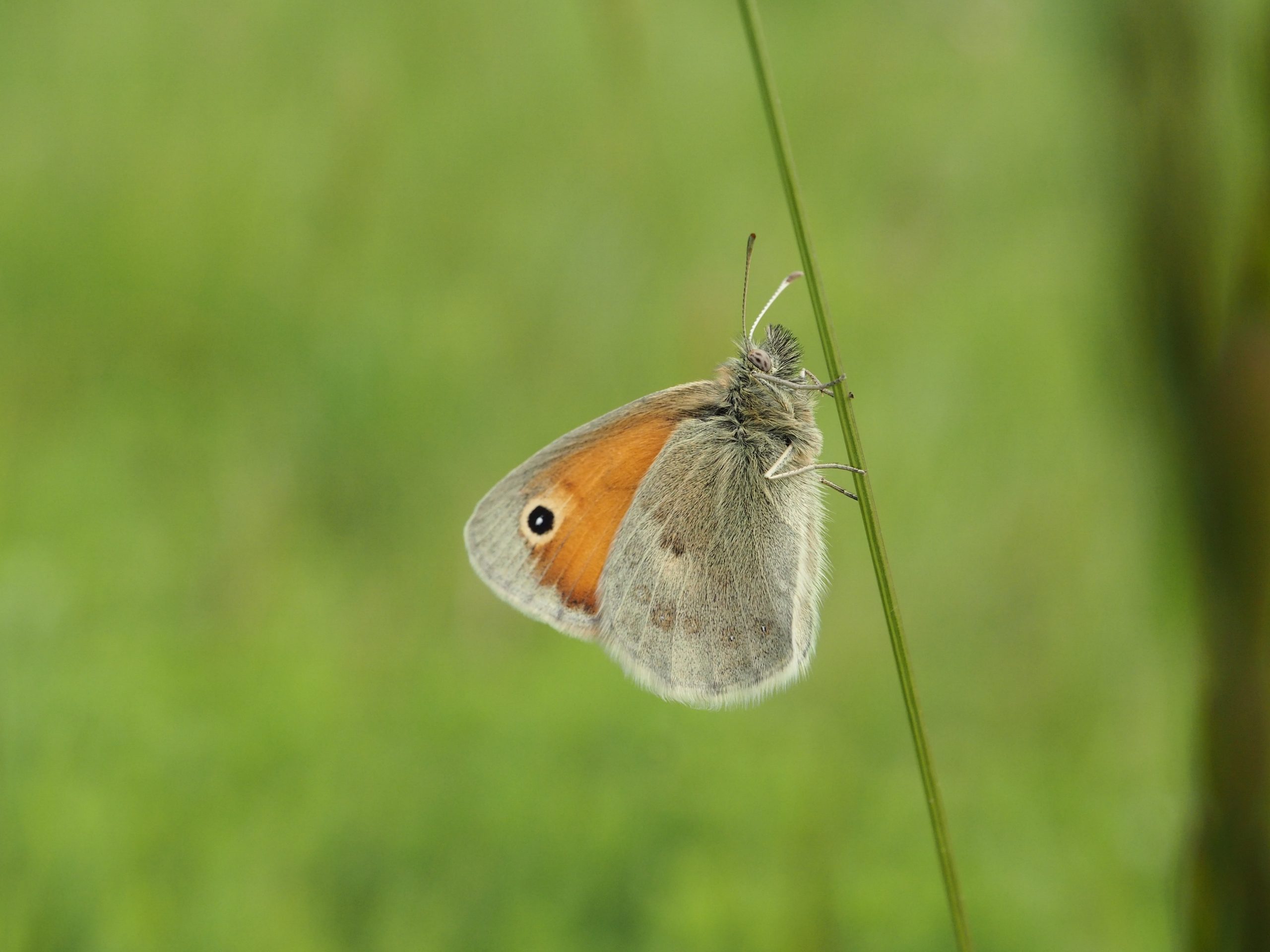 Okáč poháňkový – Coenonympha pamphilus – fotogalerie