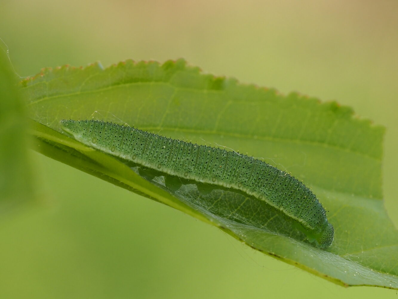 Žluťásek řešetlákový – Gonepteryx rhamni – fotogalerie