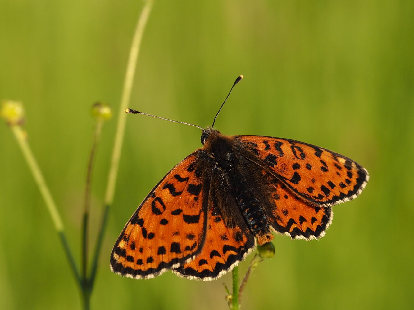 Hnědásek květelový – Melitaea didyma – fotogalerie