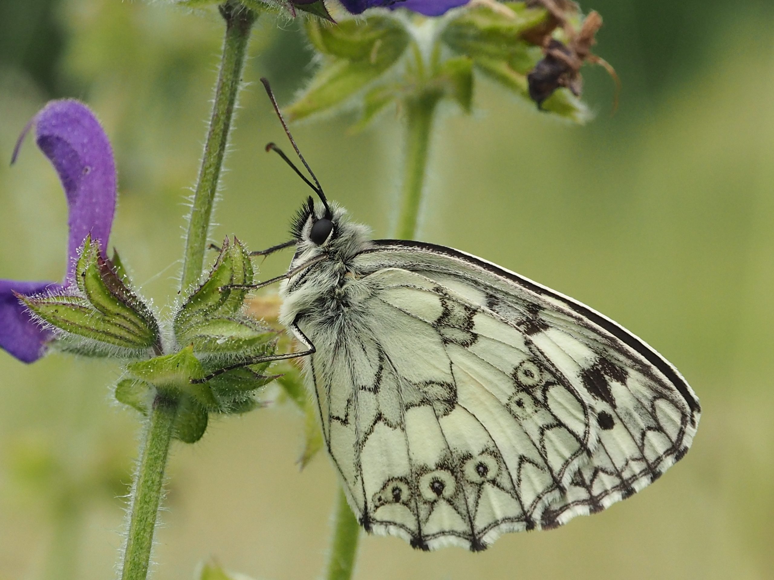 Okáč bojínkový – Melanargia galathea – fotogalerie