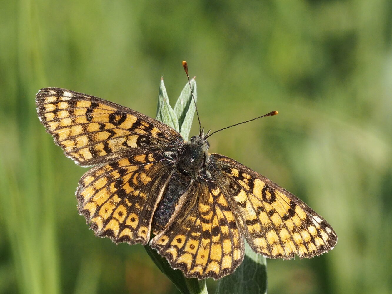 Hnědásek kostkovaný – Melitaea cinxia – fotogalerie