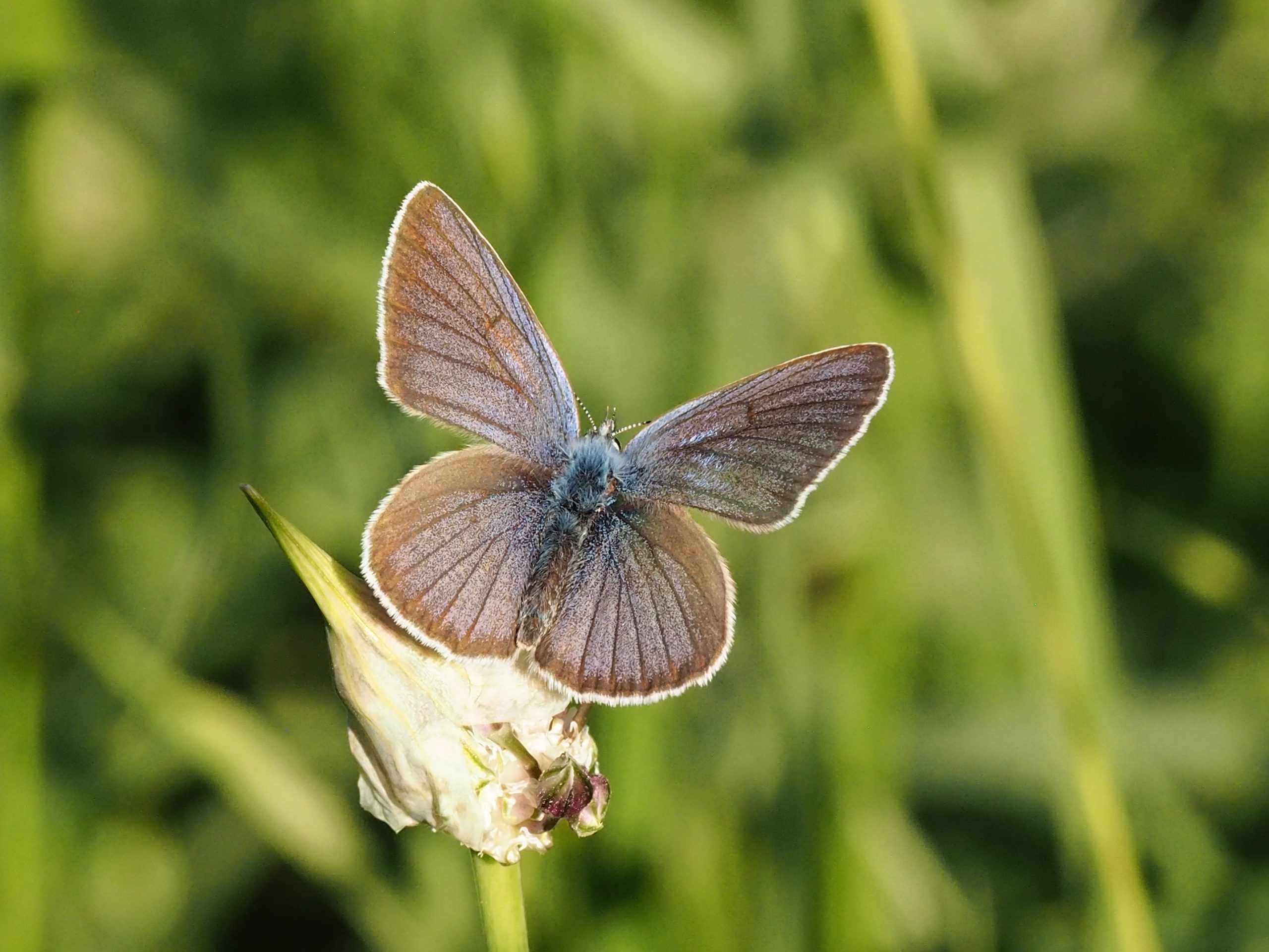 Modrásek lesní – Cyaniris semiargus – fotogalerie