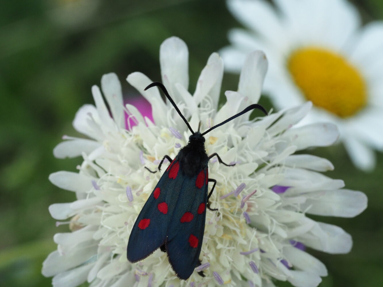 Vřetenuška pětitečná – Zygaena lonicerae – fotogalerie