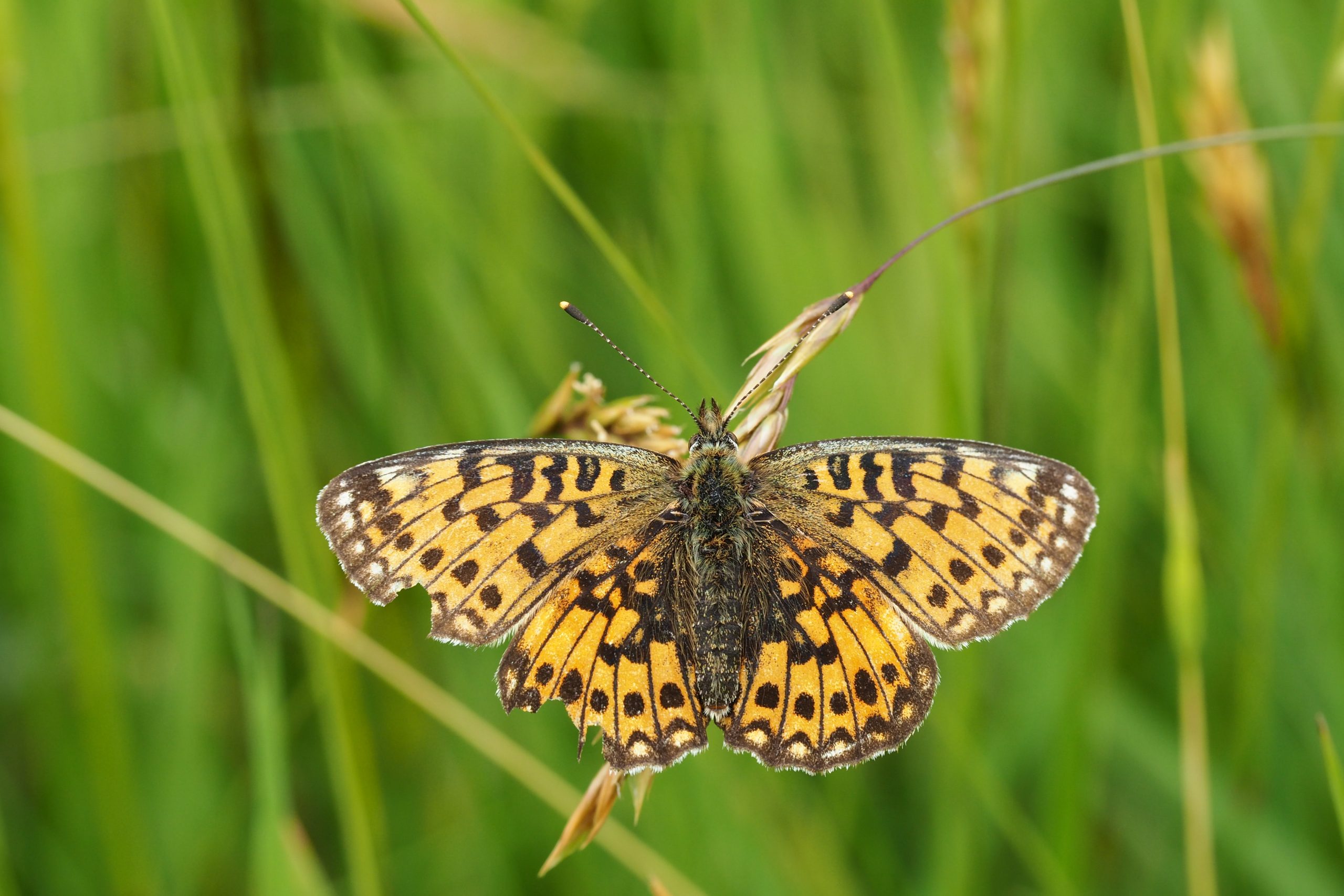 Perleťovec dvanáctitečný – Boloria selene – fotogalerie