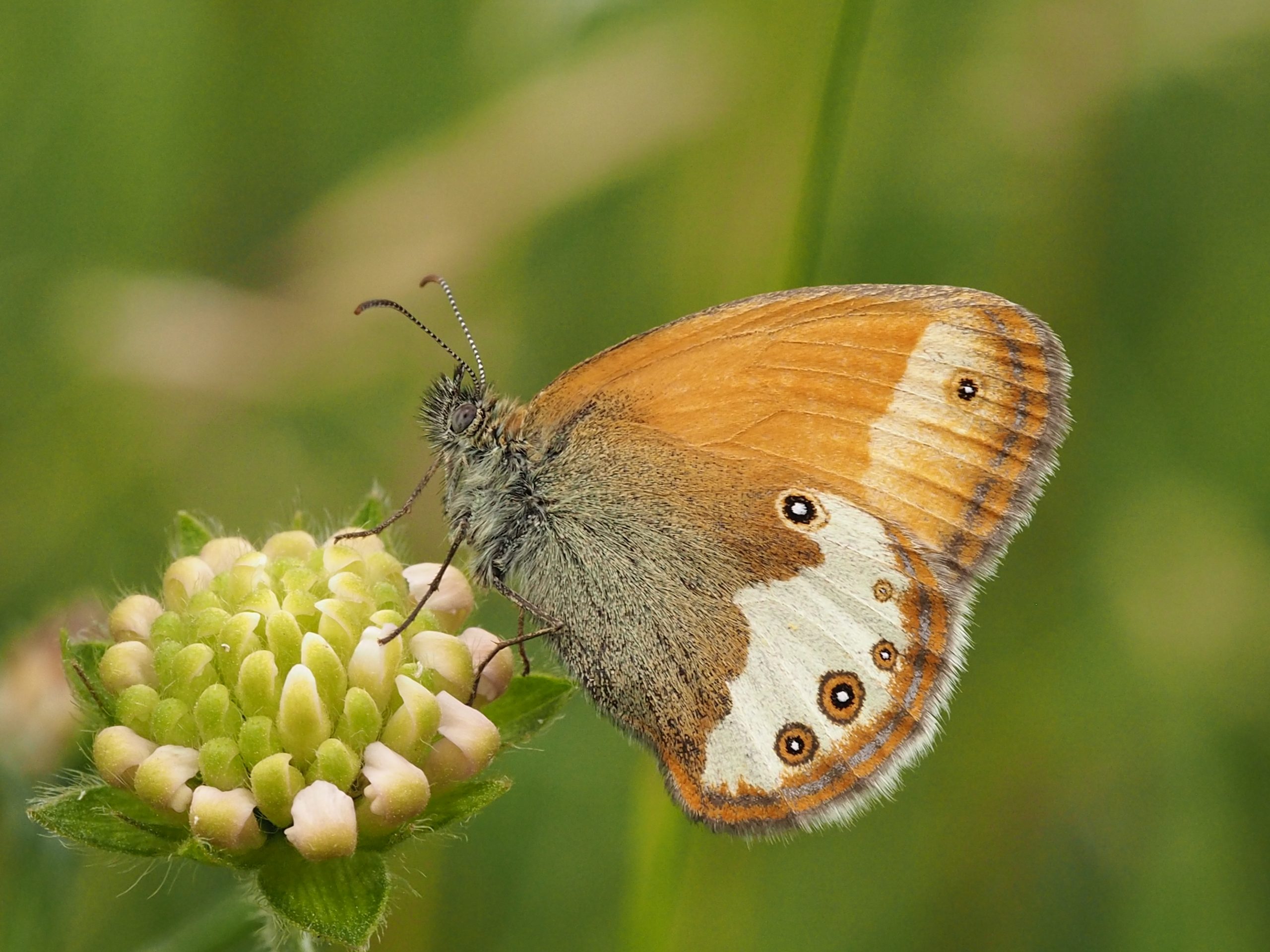 Okáč strdivkový – Coenonympha arcania – fotogalerie