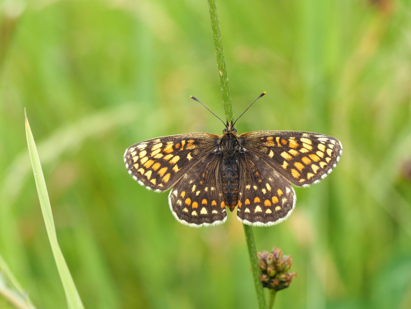 Hnědásek jitrocelový – Melitaea athalia – fotogalerie