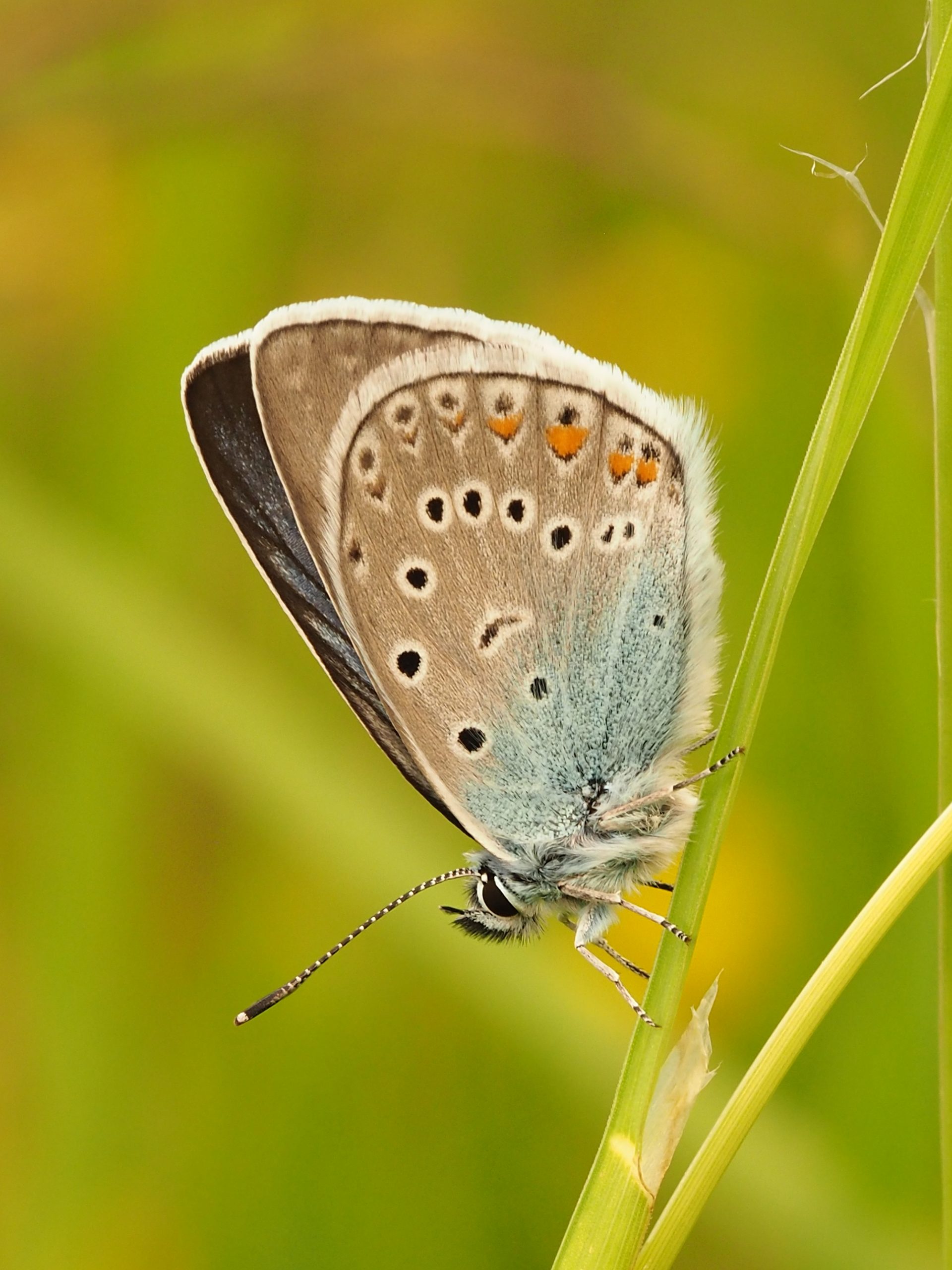 Modrásek ušlechtilý – Polyommatus amandus – fotogalerie