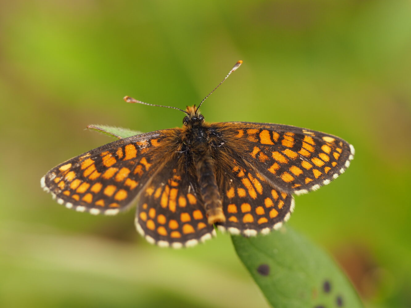 Hnědásek černýšový – Melitaea aurelia – fotogalerie