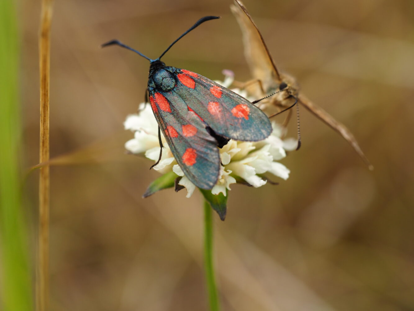 Vřetenuška štírovníková – Zygaena angelicae – fotogalerie