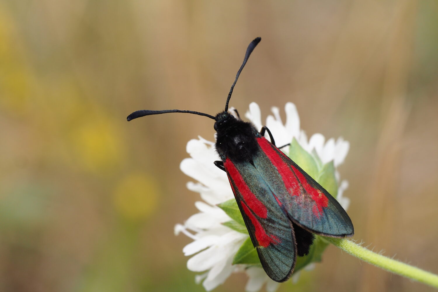 Vřetenuška přehlížená – Zygaena minos – fotogalerie