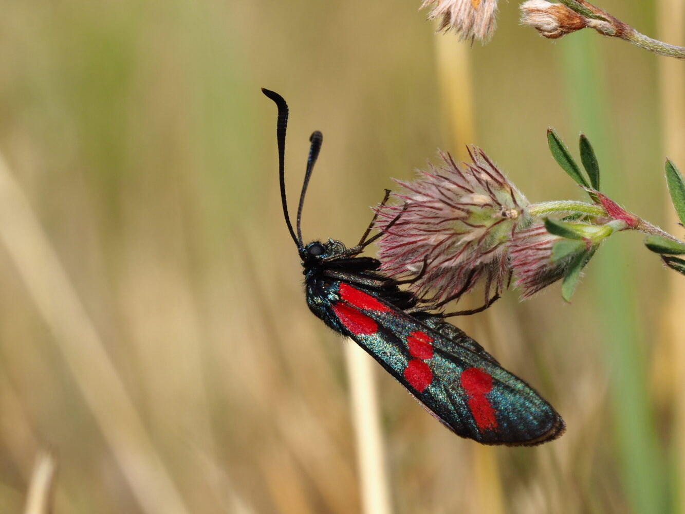 Vřetenuška obecná – Zygaena filipendulae – fotogalerie