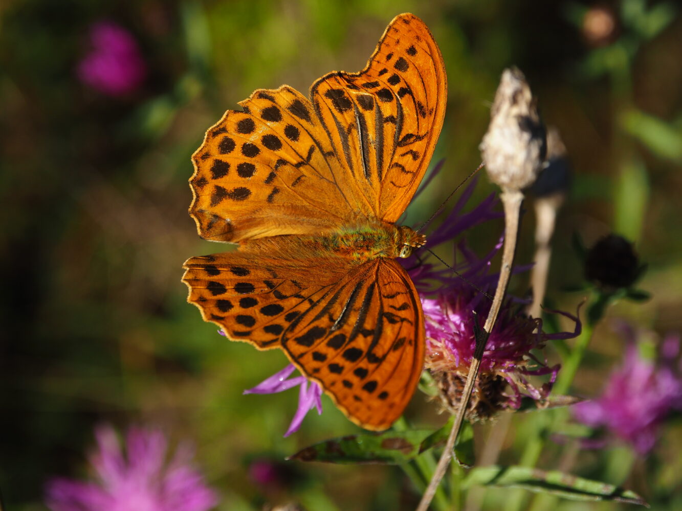 Perleťovec stříbropásek – Argynnis paphia – fotogalerie