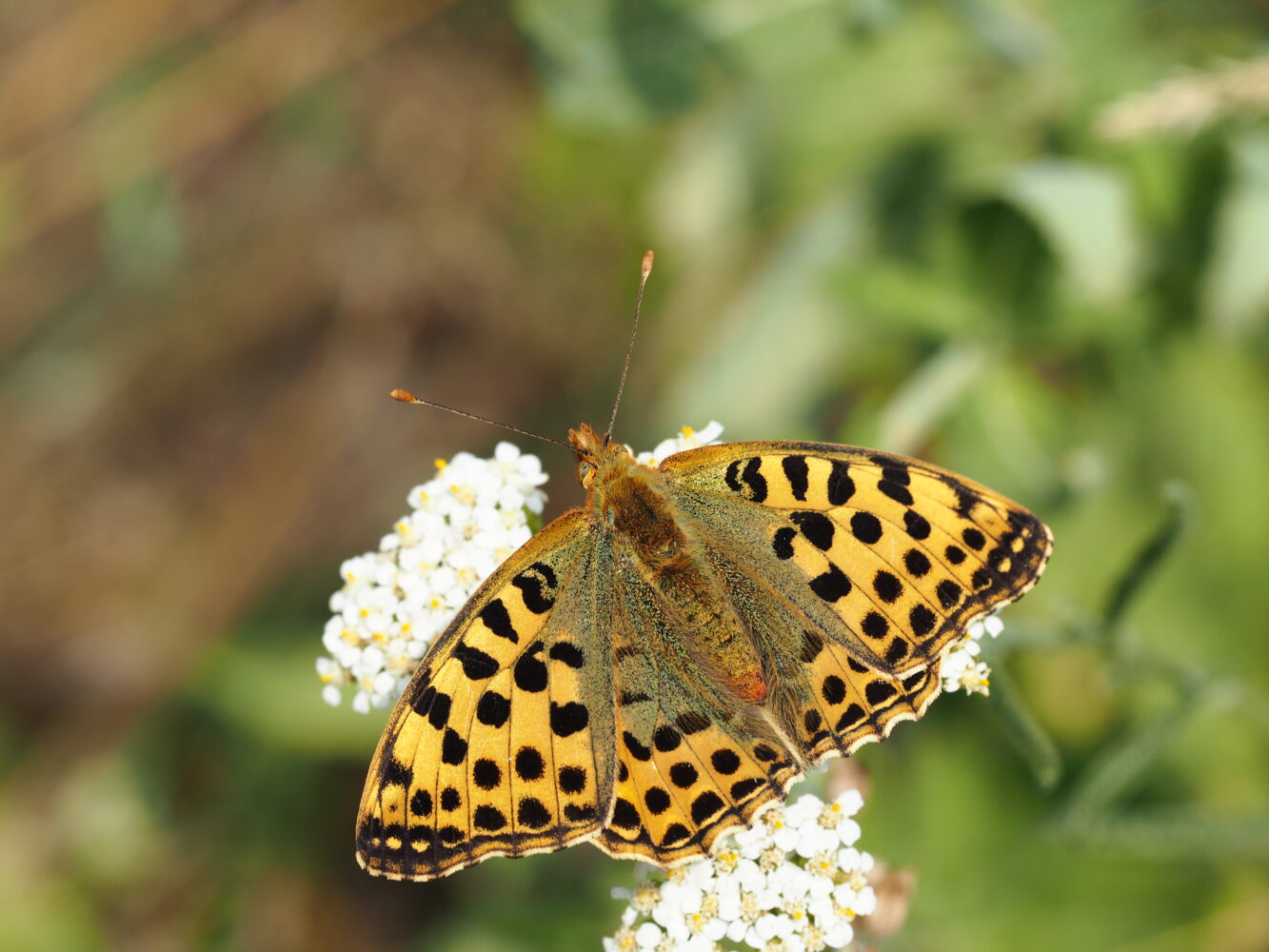 Perleťovec malý – Issoria lathonia – fotogalerie