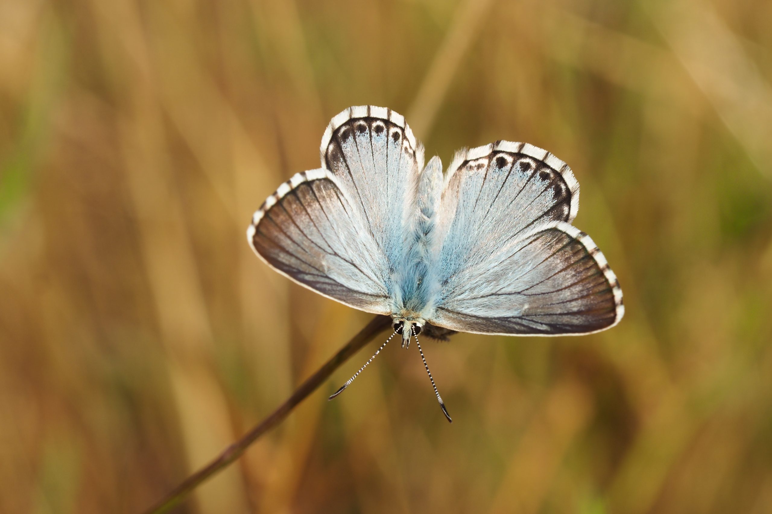 Modrásek vikvicový – Polyommatus coridon – fotogalerie