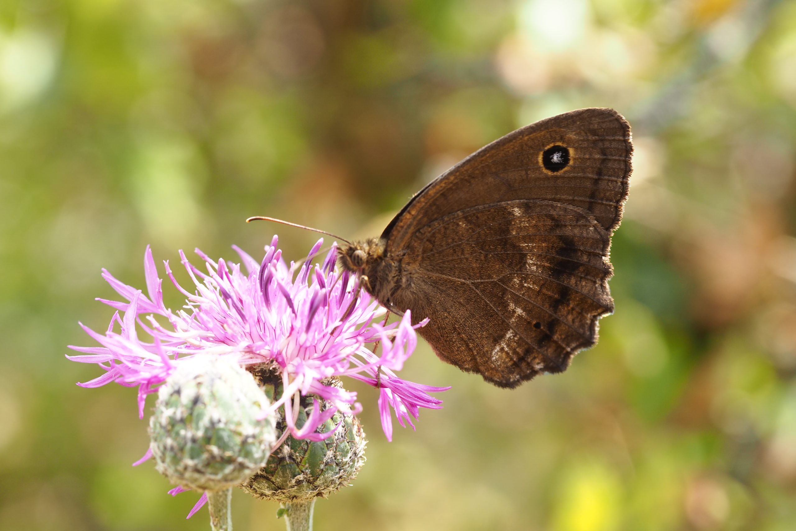 Okáč ovsový – Minois dryas – fotogalerie