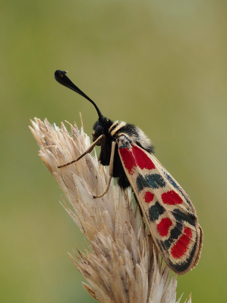 Vřetenuška ligrusová – Zygaena carniolica – fotogalerie