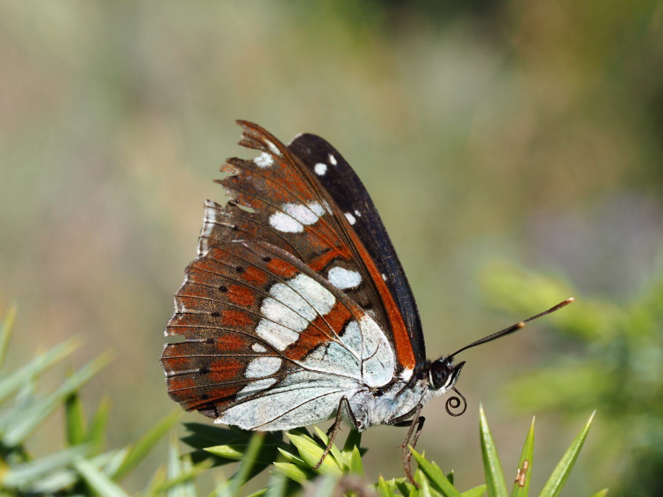 Bělopásek jednořadý – Limenitis reducta – fotogalerie