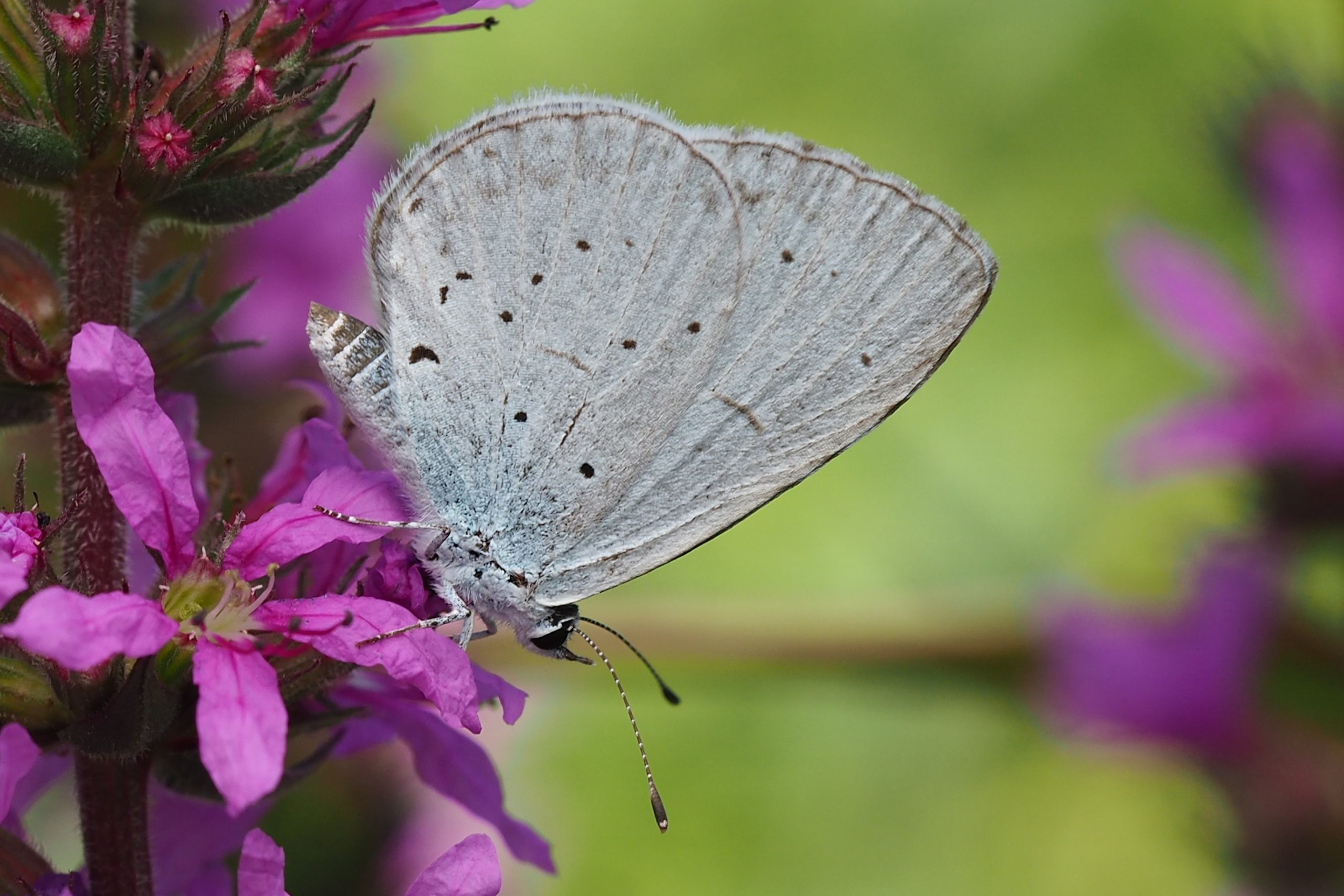Modrásek krušinový – Celastrina argiolus – fotogalerie