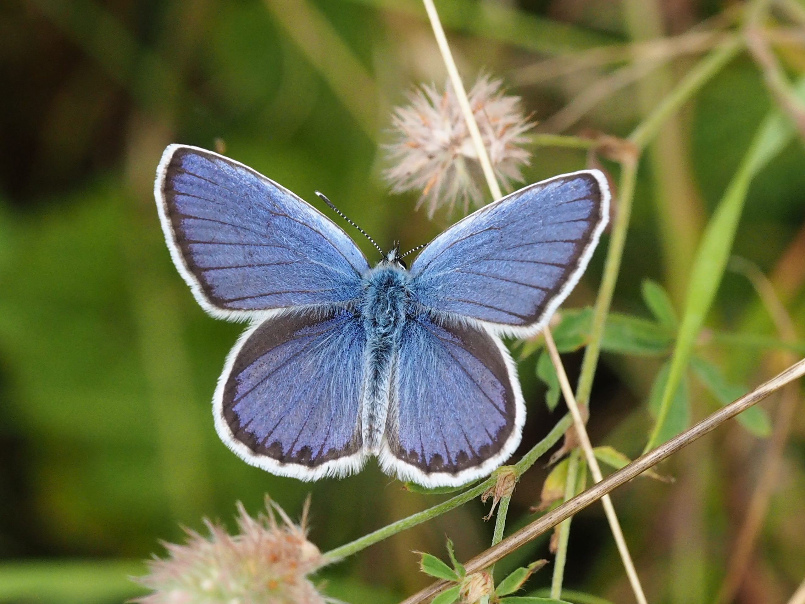 Modrásek podobný – Plebejus argyrognomon – fotogalerie