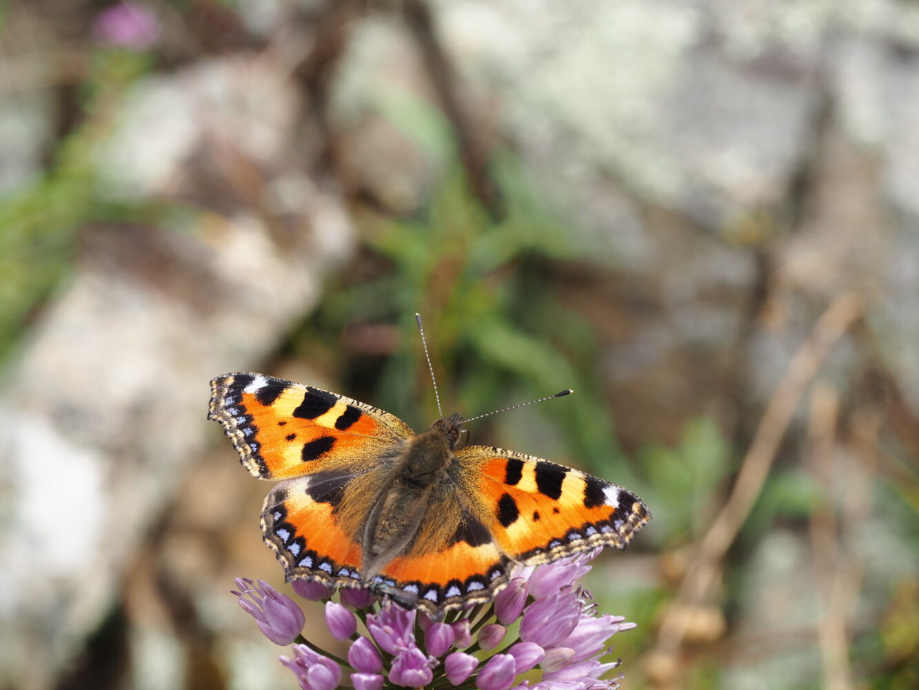 Babočka kopřivová – Aglais urticae – fotogalerie