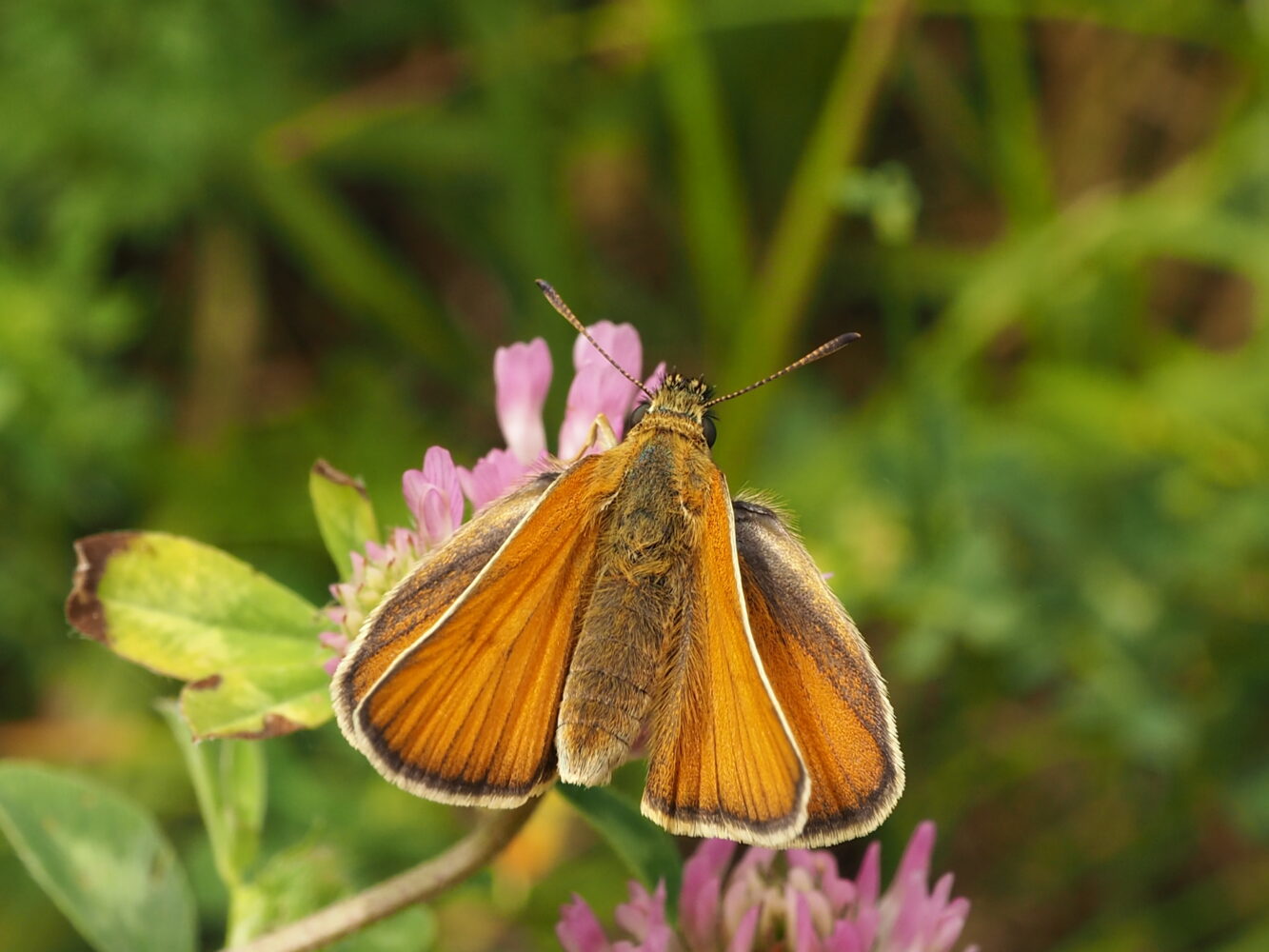 Soumračník čárečkovaný – Thymelicus lineola – fotogalerie