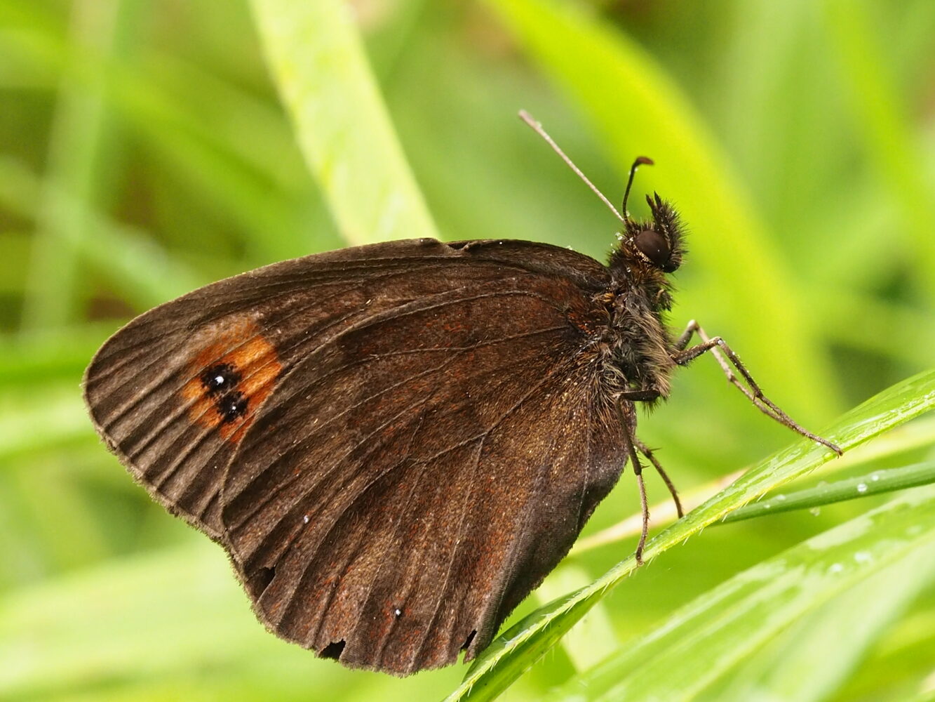 Okáč kluběnkový – Erebia aethiops – fotogalerie