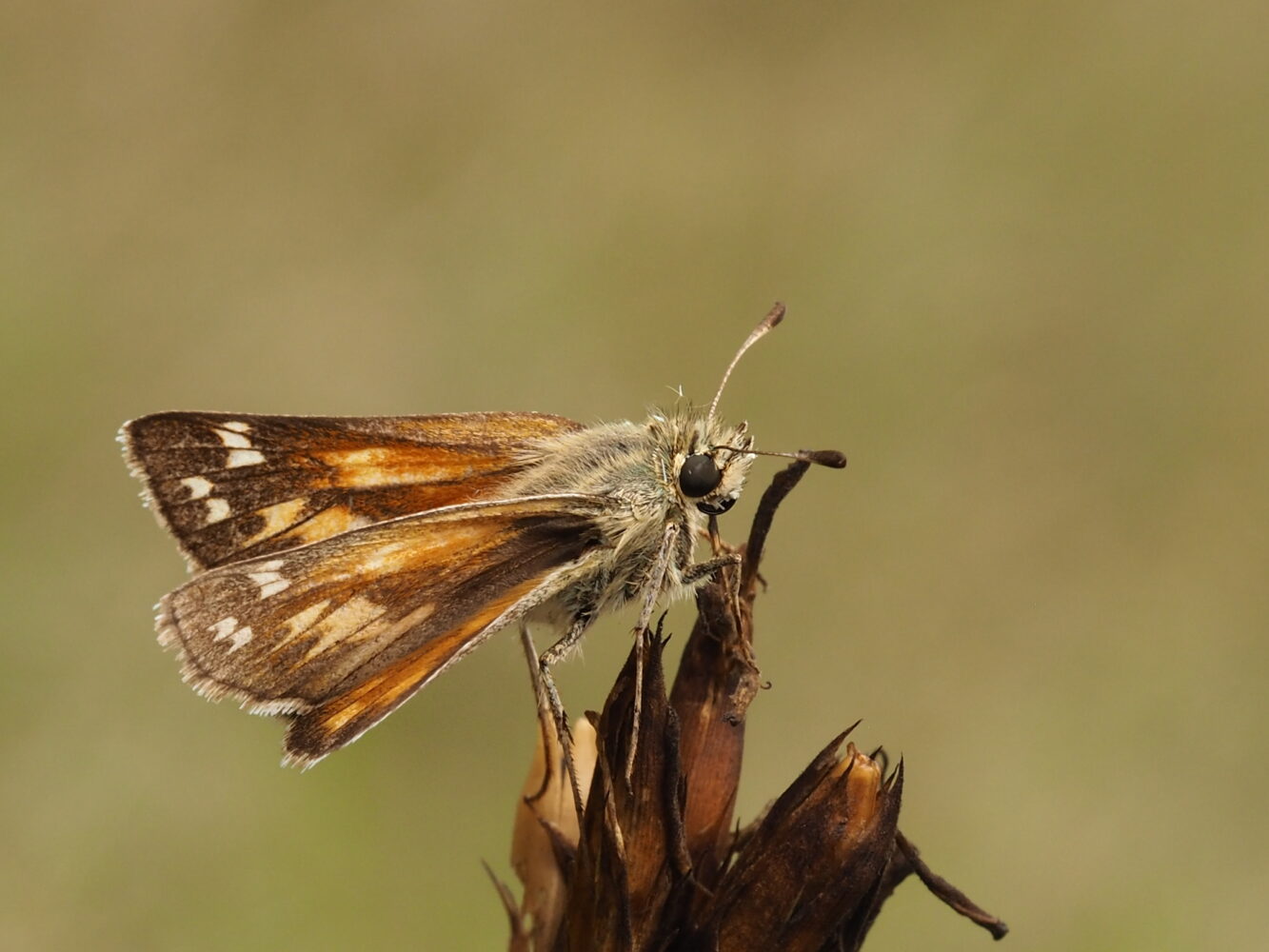 Soumračník čárkovaný – Hesperia comma – fotogalerie