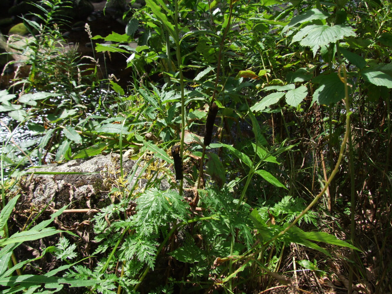 Lišaj vrbkový – Deilephila elpenor – fotogalerie