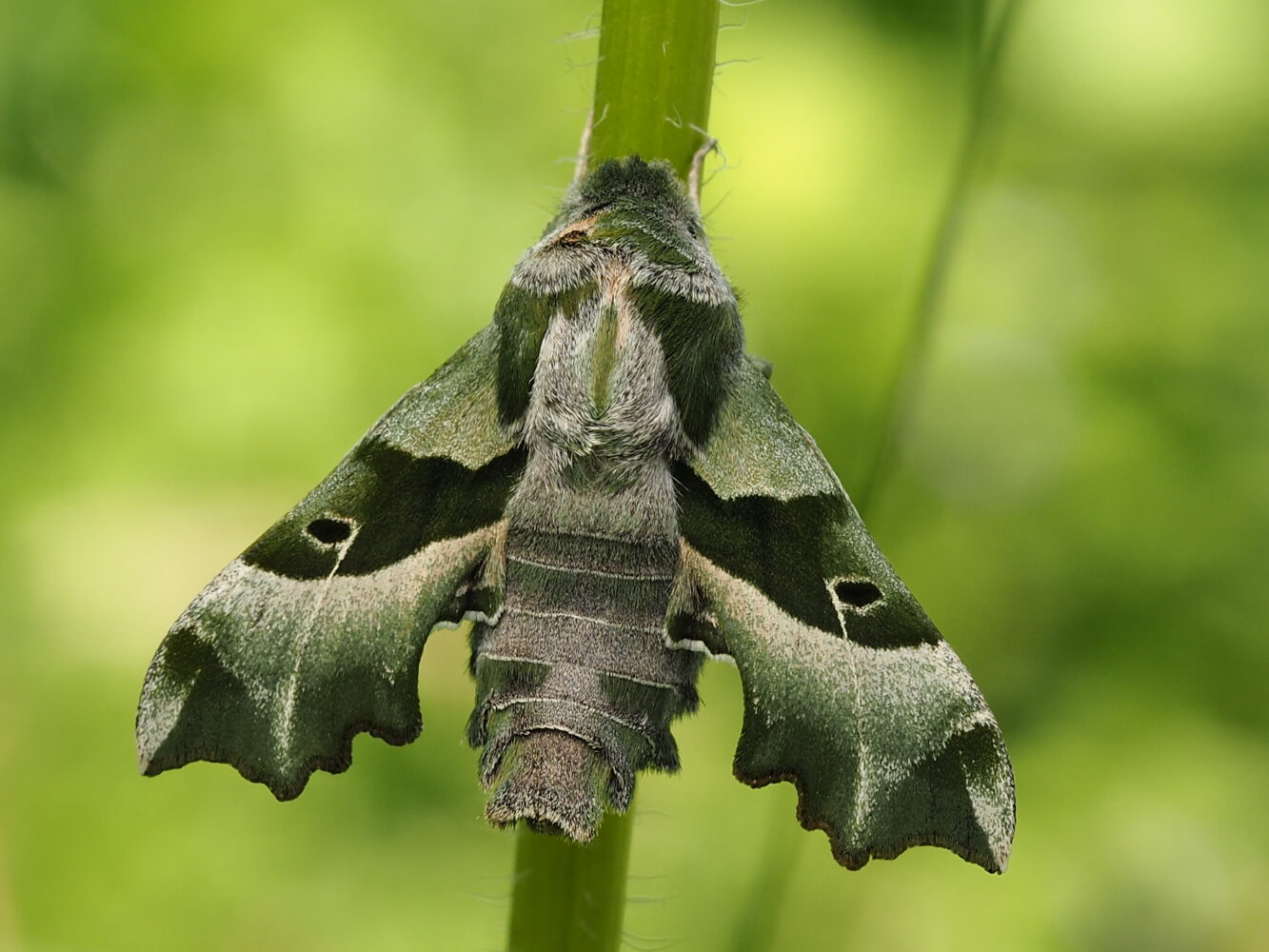 Lišaj pupalkový – Proserpinus proserpina – fotogalerie