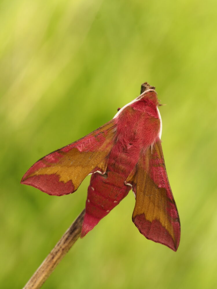 Lišaj kyprejový – Deilephila porcellus – fotogalerie